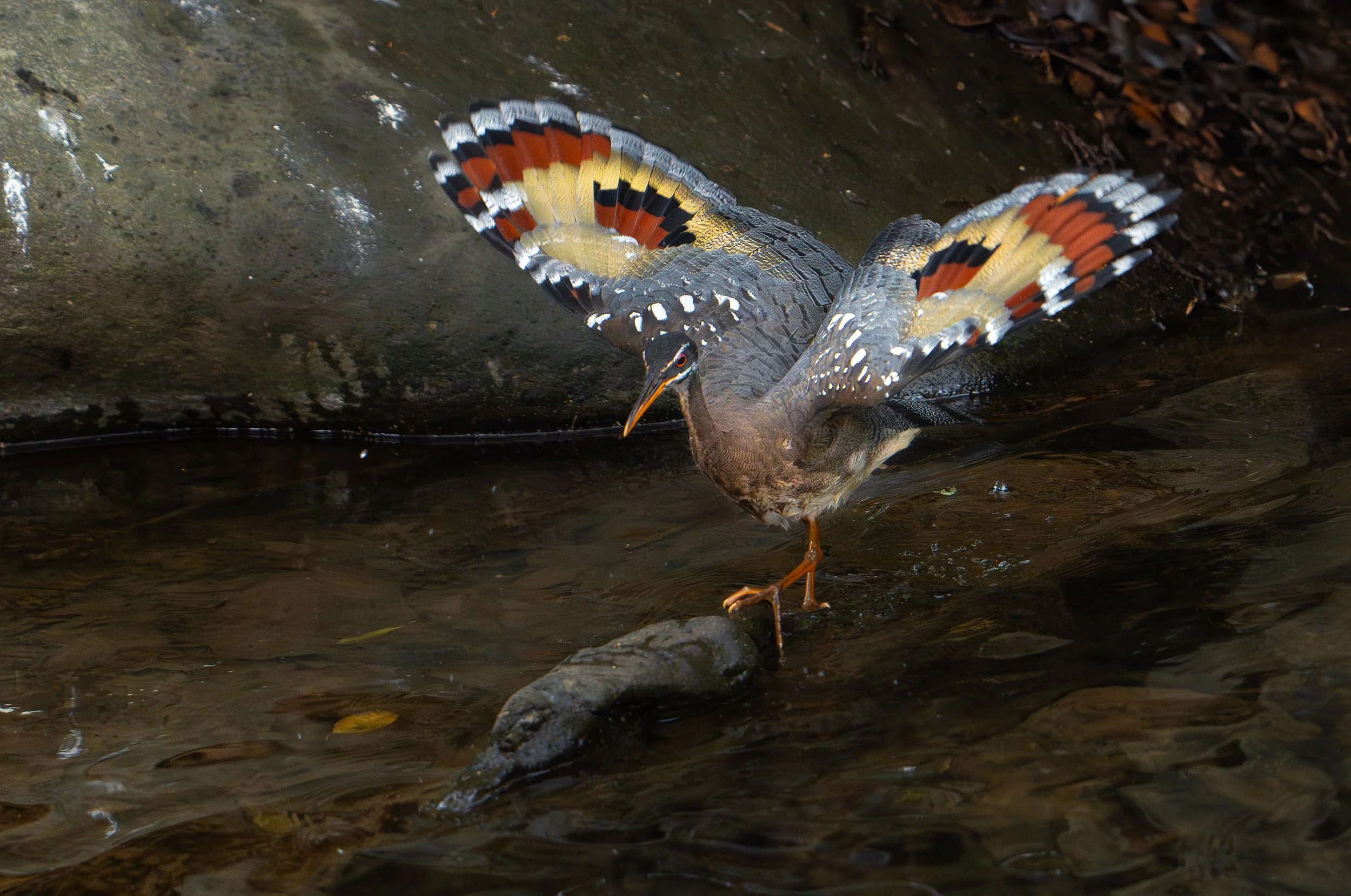 Sunbittern spreading its wings while standing in a shallow stream