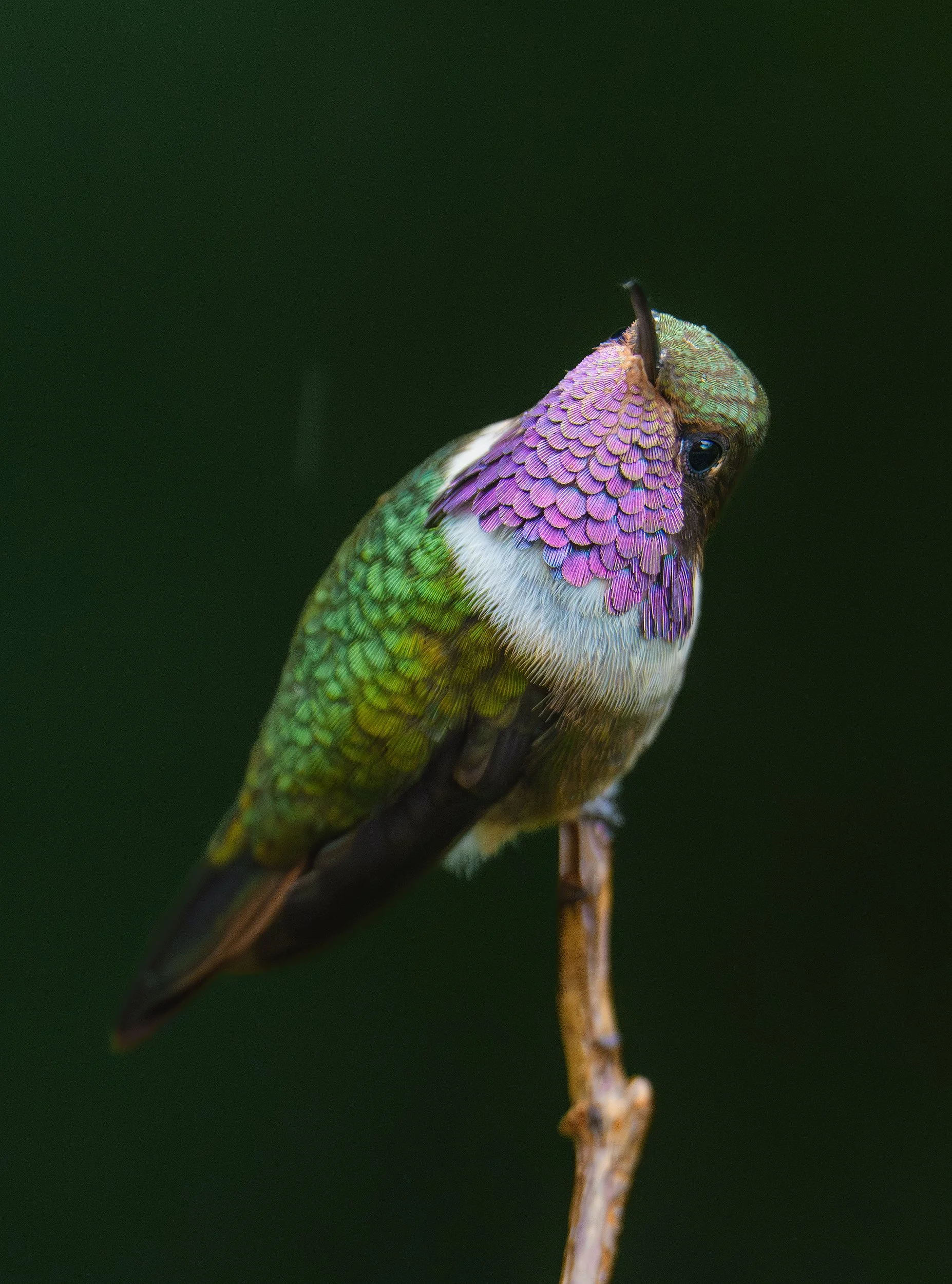 Close-up of a colorful hummingbird with iridescent purple, green, and blue feathers perched against a dark green background