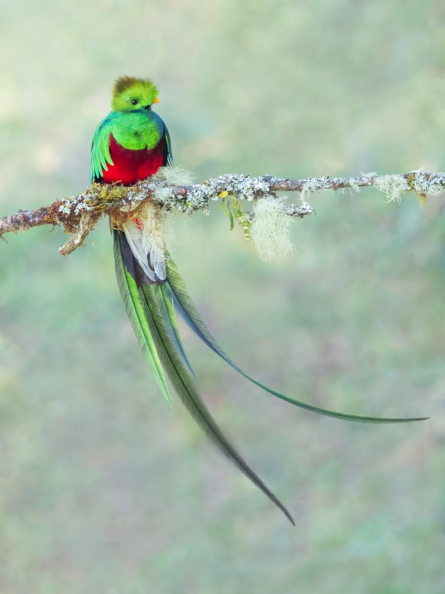 Colorful quetzal perched on a lichen-covered branch, with bright green plumage, red chest, and long tail feathers.