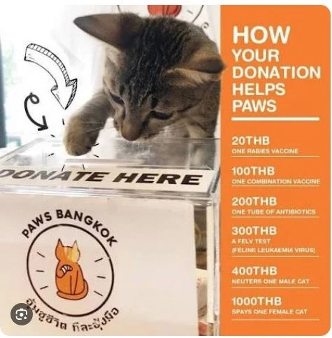 Support for a Cat Shelter in Bangkok, Thailand