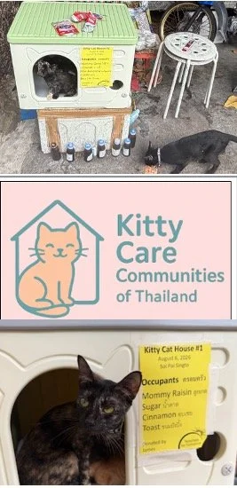  Community Cat Shelters in Bangkok, Thailand