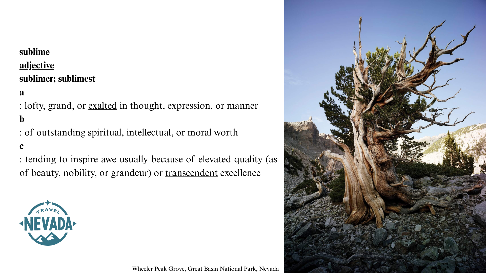 A scenic photo of a gnarled, ancient tree with twisted branches in Wheeler Peak Grove, Great Basin National Park, Nevada, under a clear blue sky.
