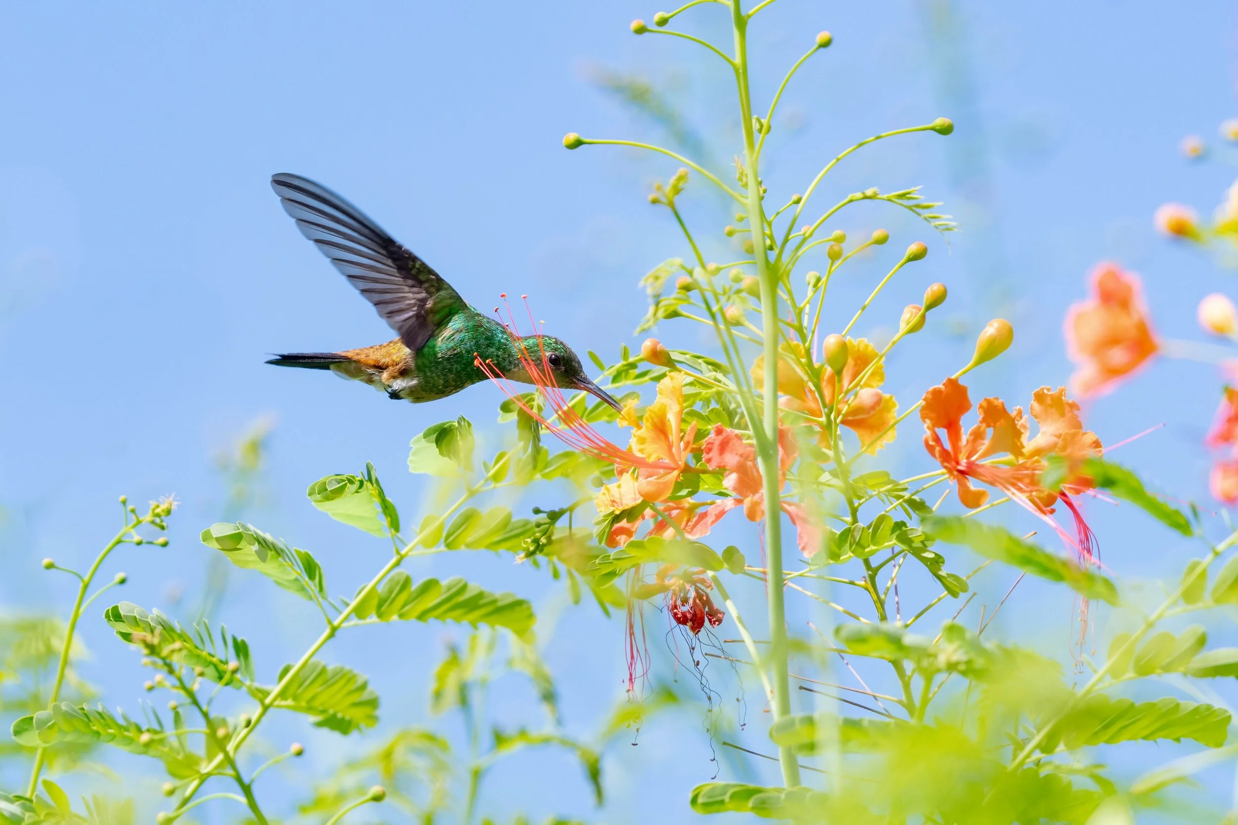 A vibrant hummingbird with iridescent green and brown feathers feeding on a cluster of orange and pink flowers on a sunny day, with a clear blue sky in the background.