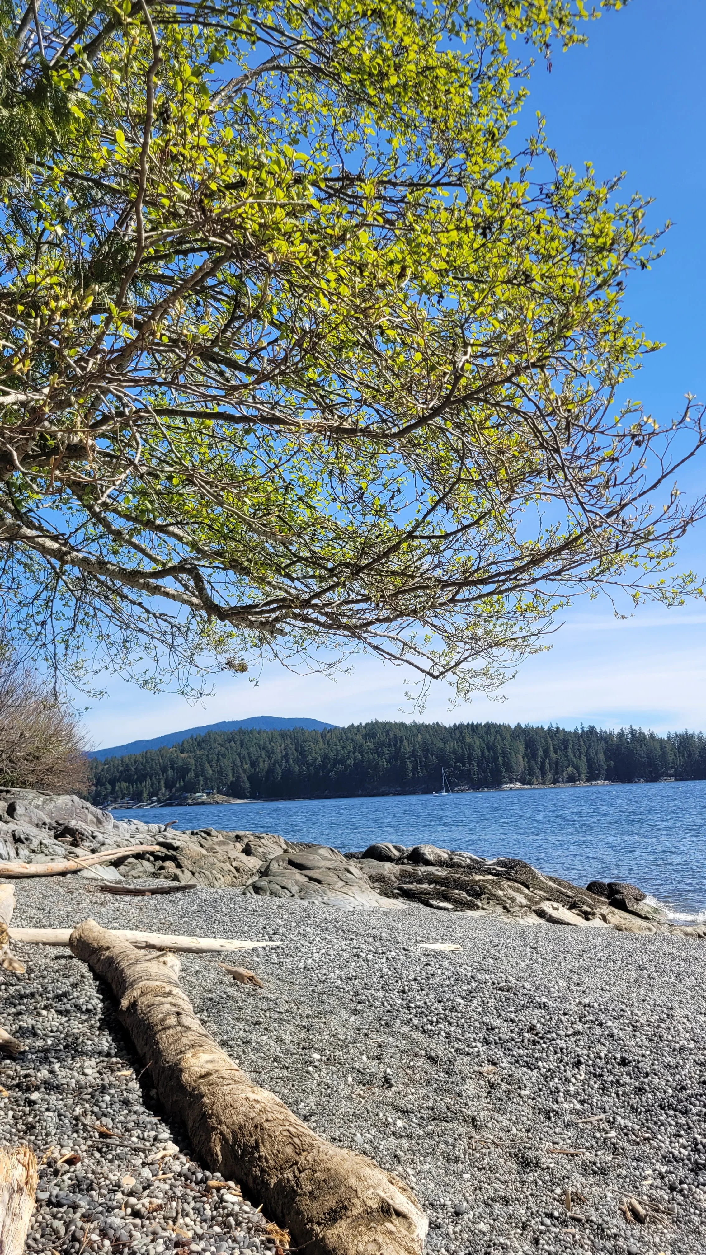 Local beach in Gibsons BC on the Sunshine Coast.