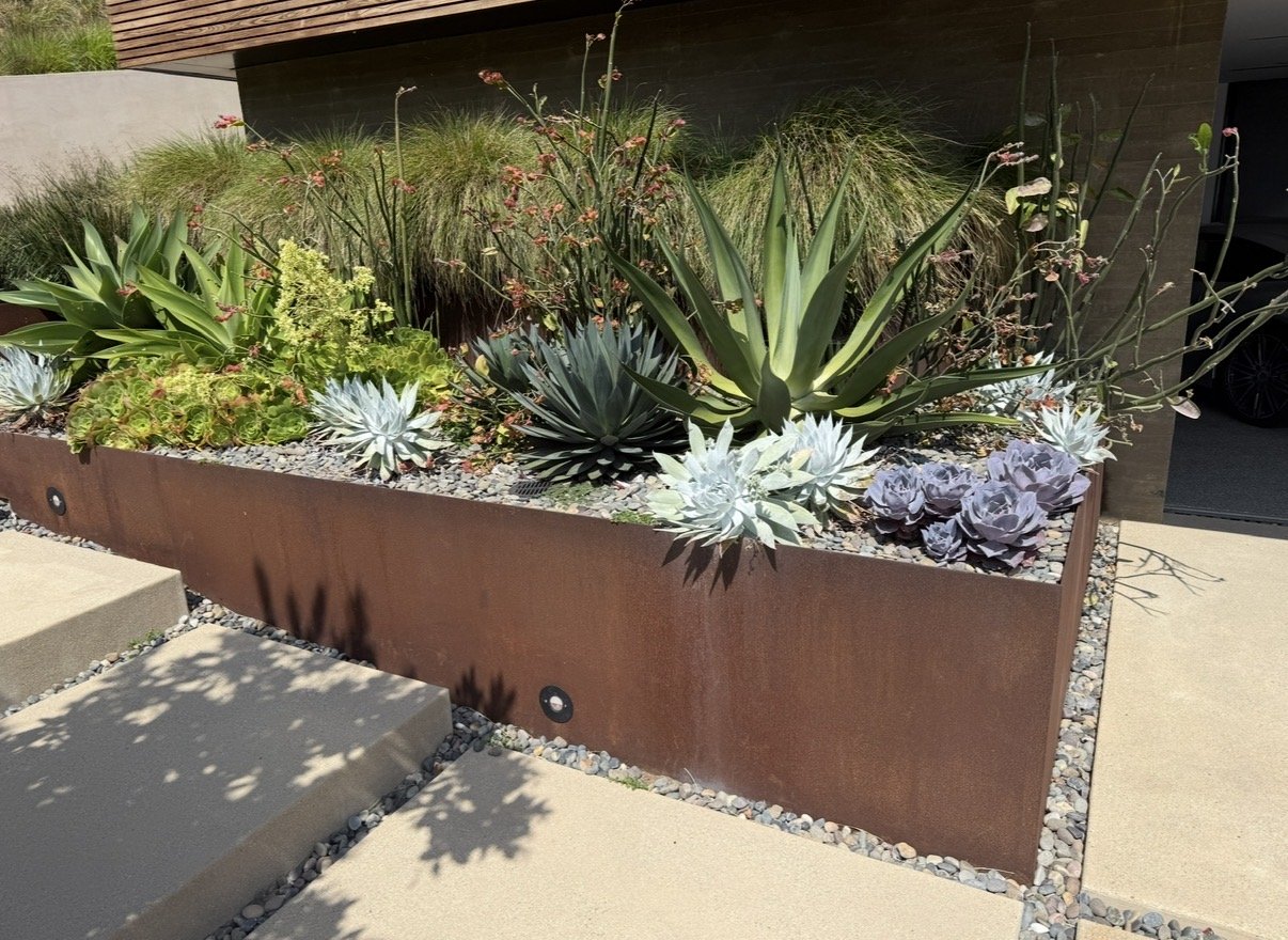 A modern outdoor garden with various succulents and drought-tolerant plants in a rust-colored metal planter box beside concrete steps.