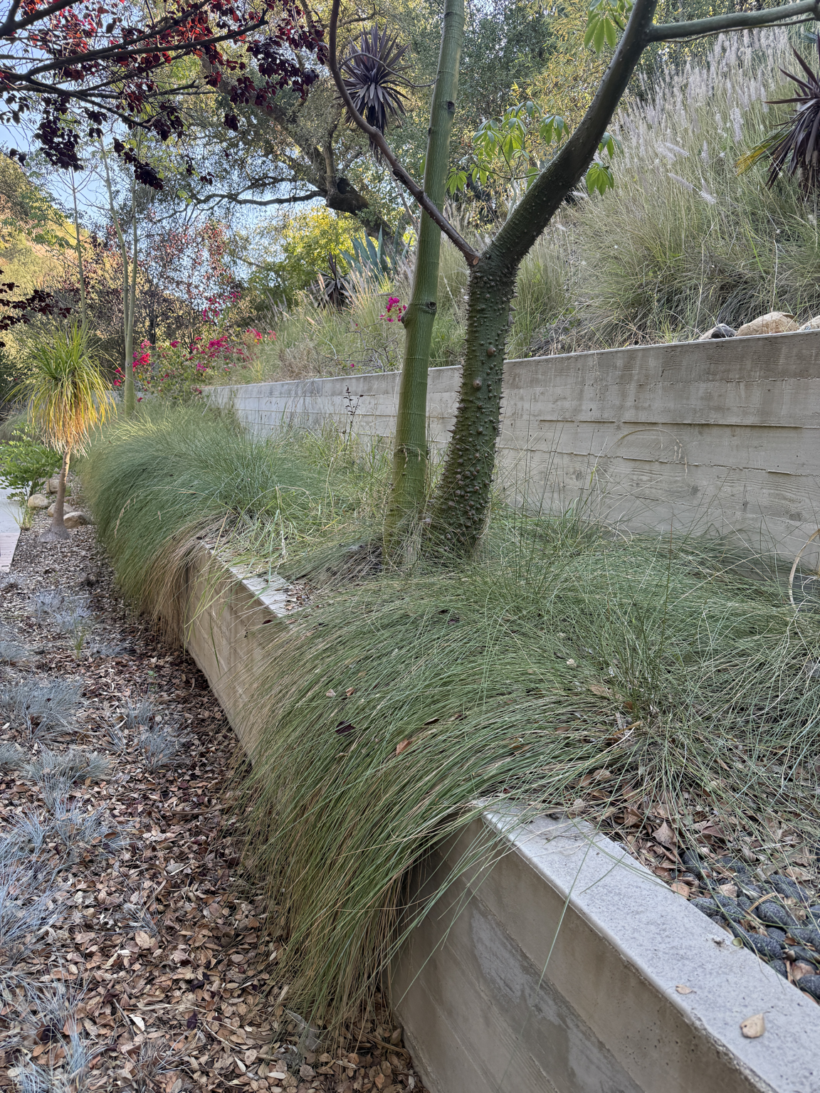 Corner of a garden with various desert plants, including a cactus, ornamental grasses, and a small tree, with a concrete wall and a dirt pathway.
