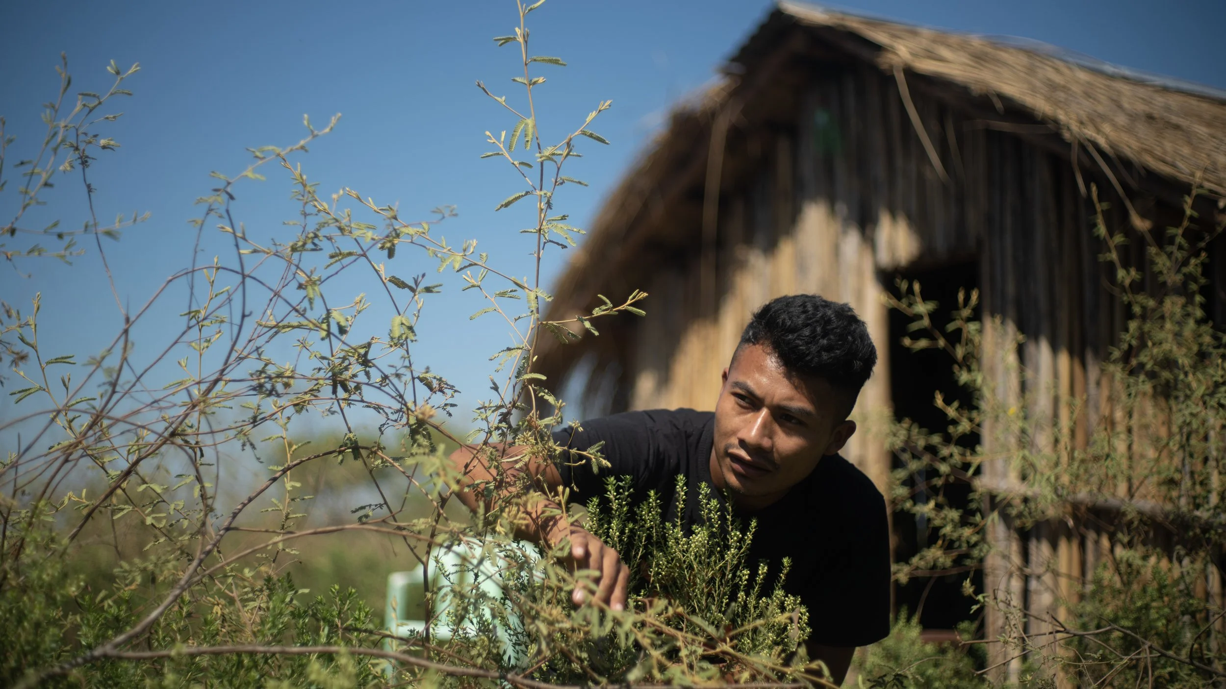 A young man tending to plants in a garden near a thatched-roof hut under a clear blue sky.