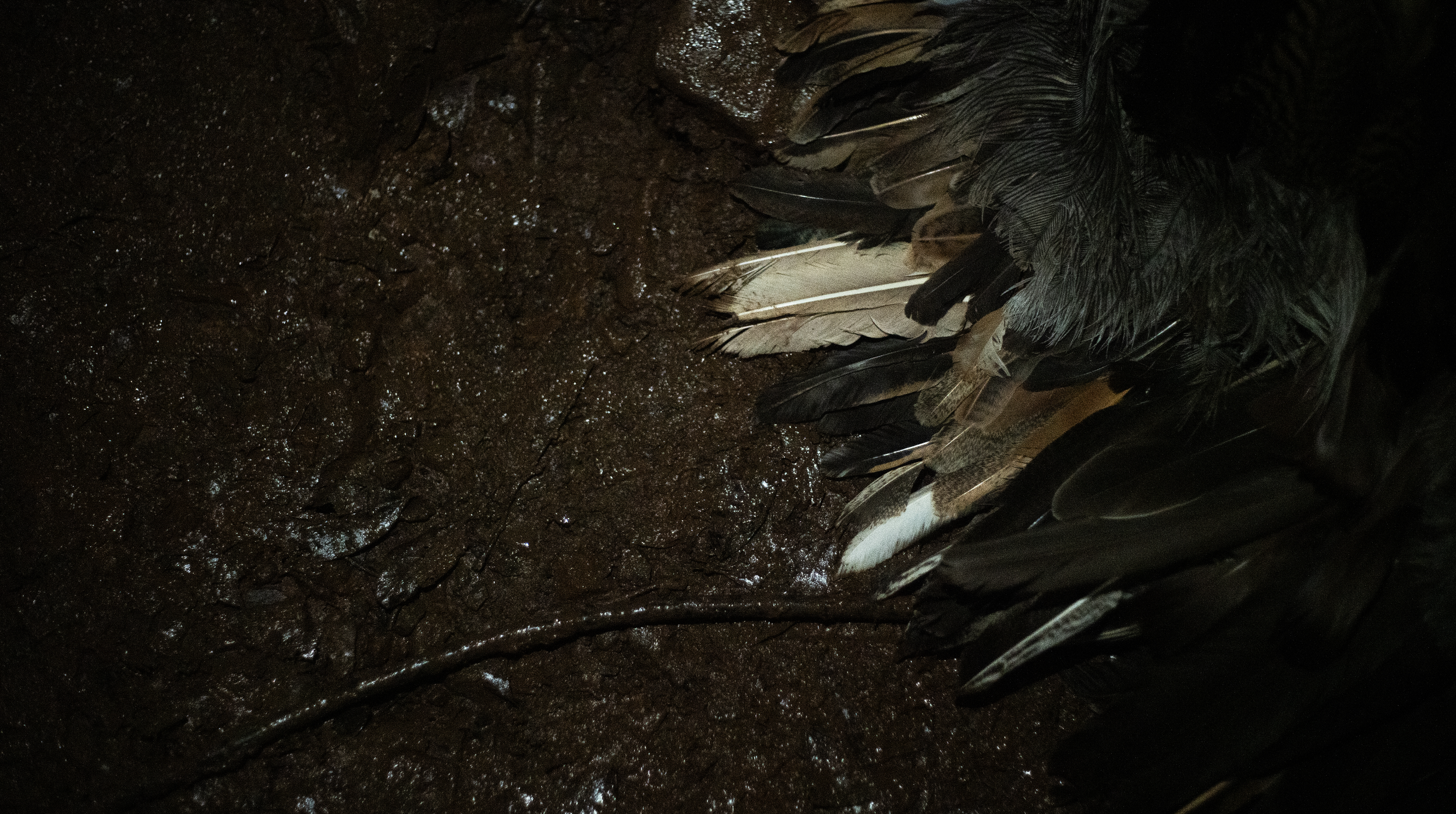 Close-up of bird feathers, some black and white, resting on wet brown soil or mud.