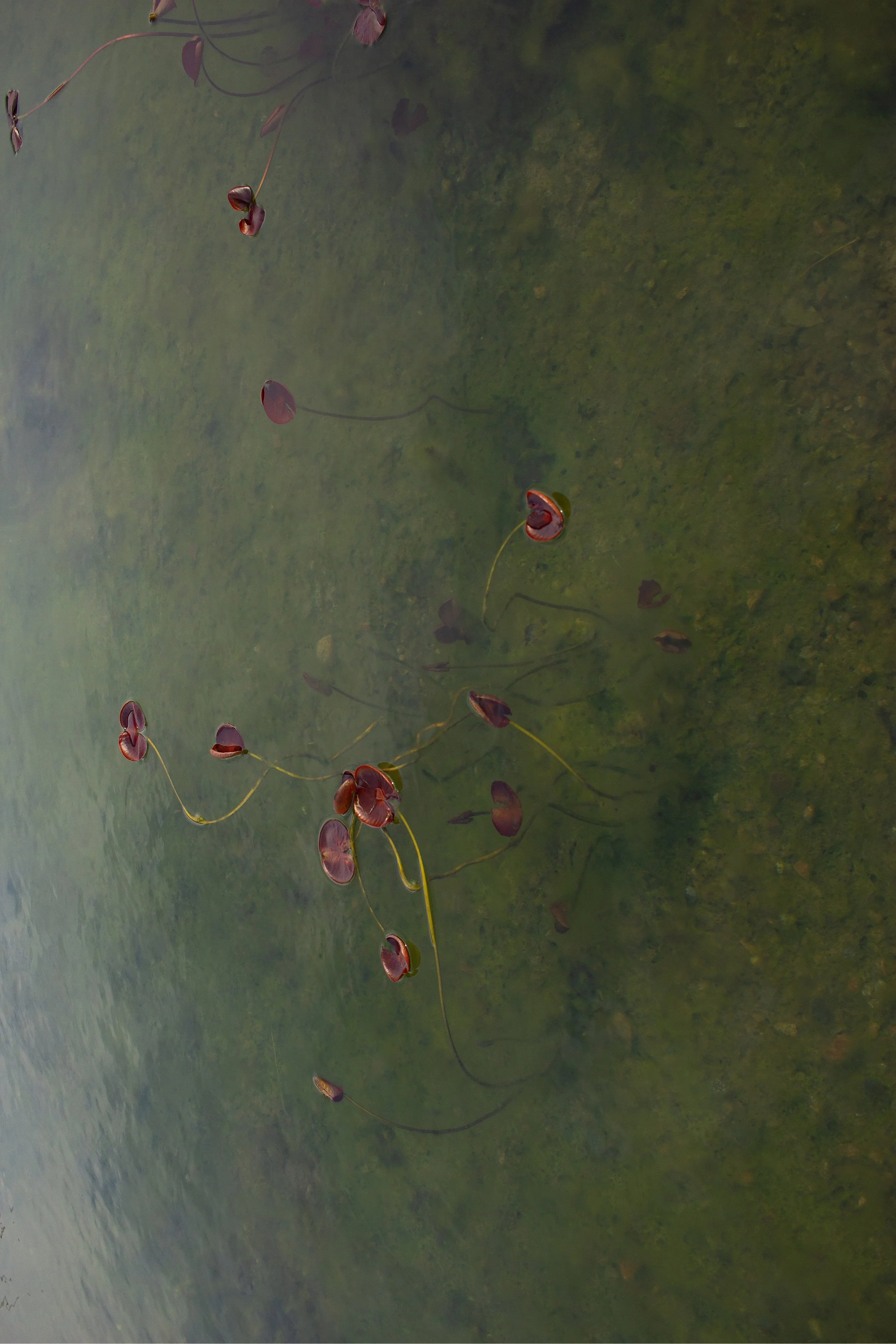 Floating red and brown water lilies with thin stems on a greenish water surface.