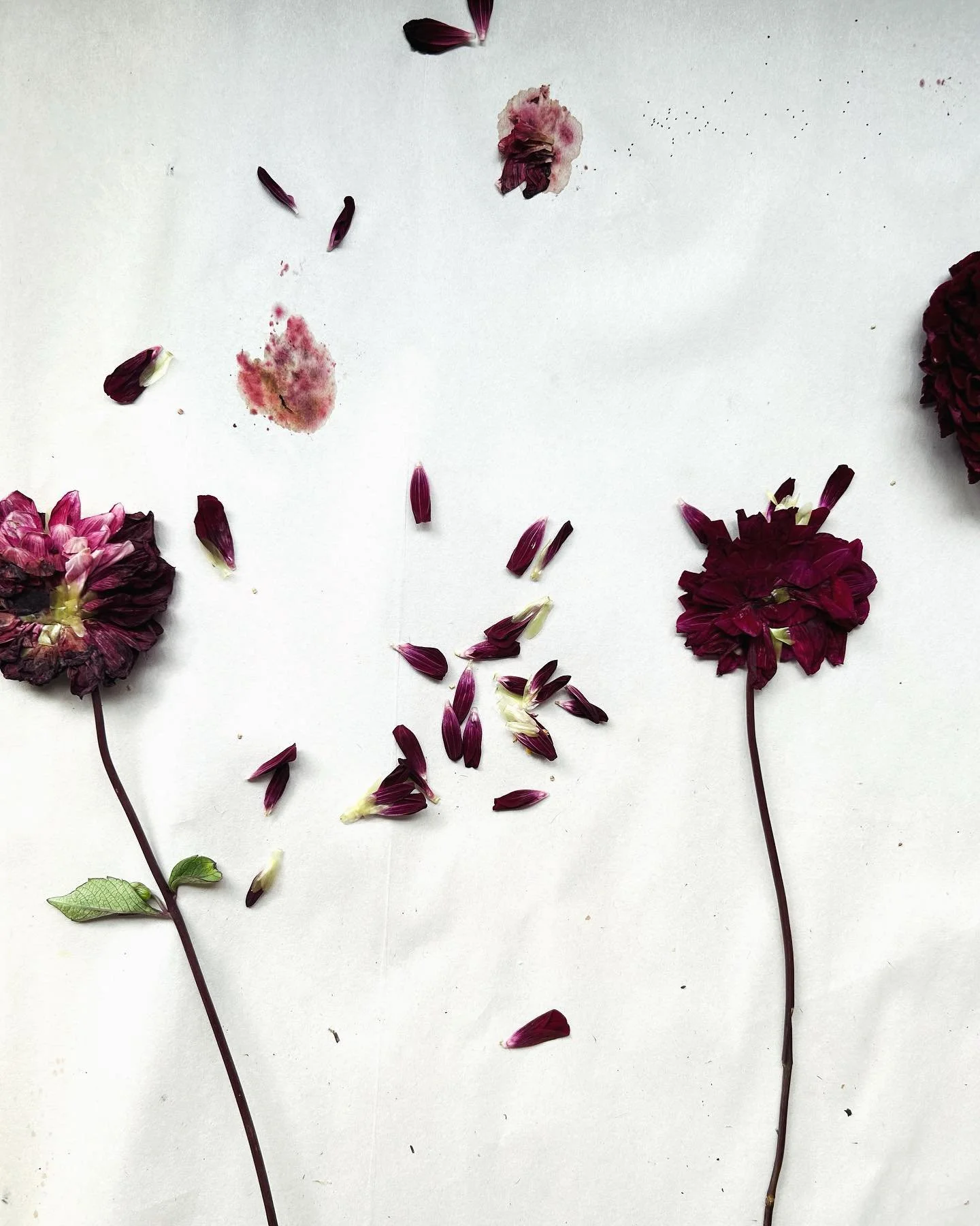 Delicate dahlia.