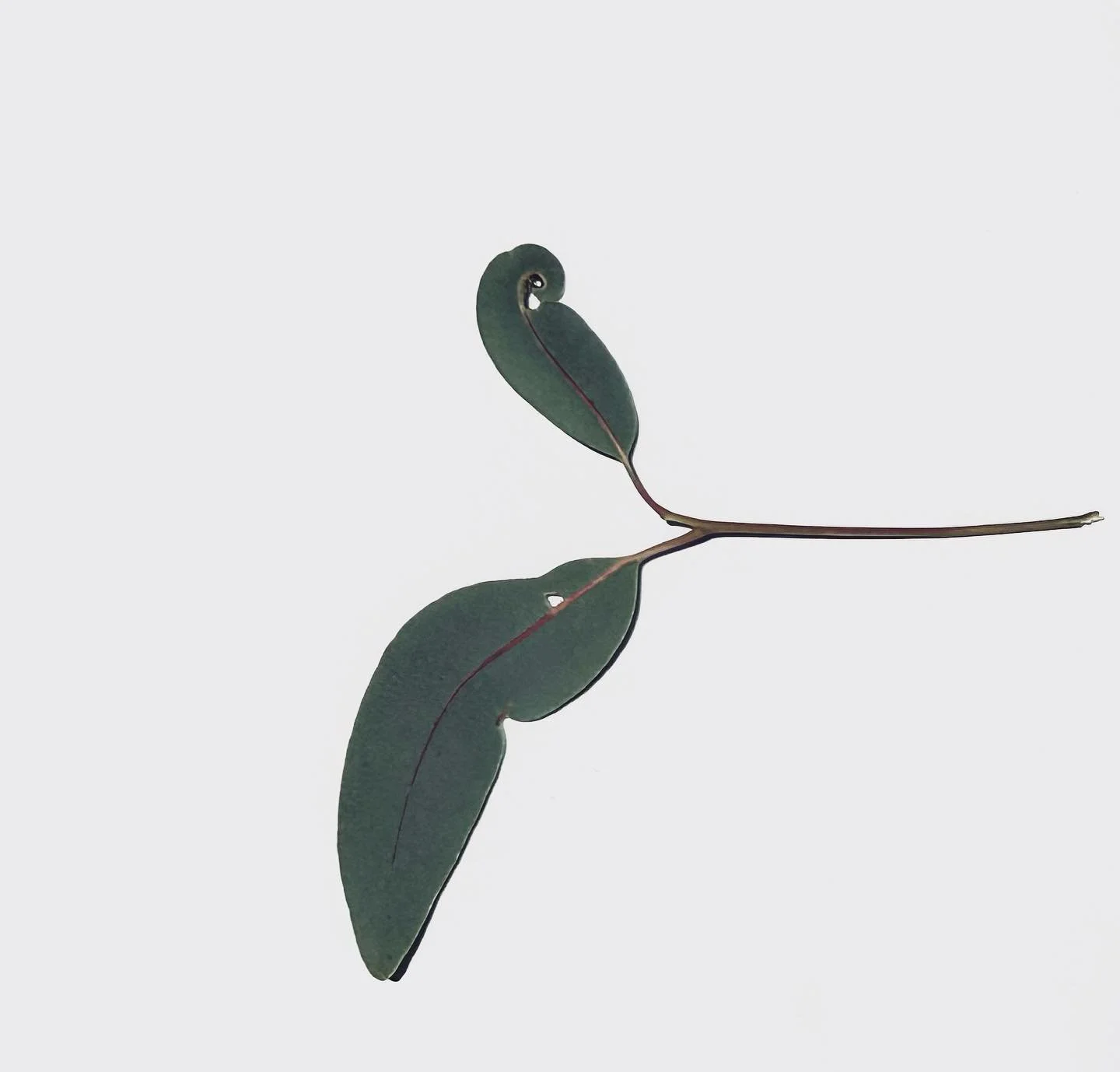 Eucalyptus.