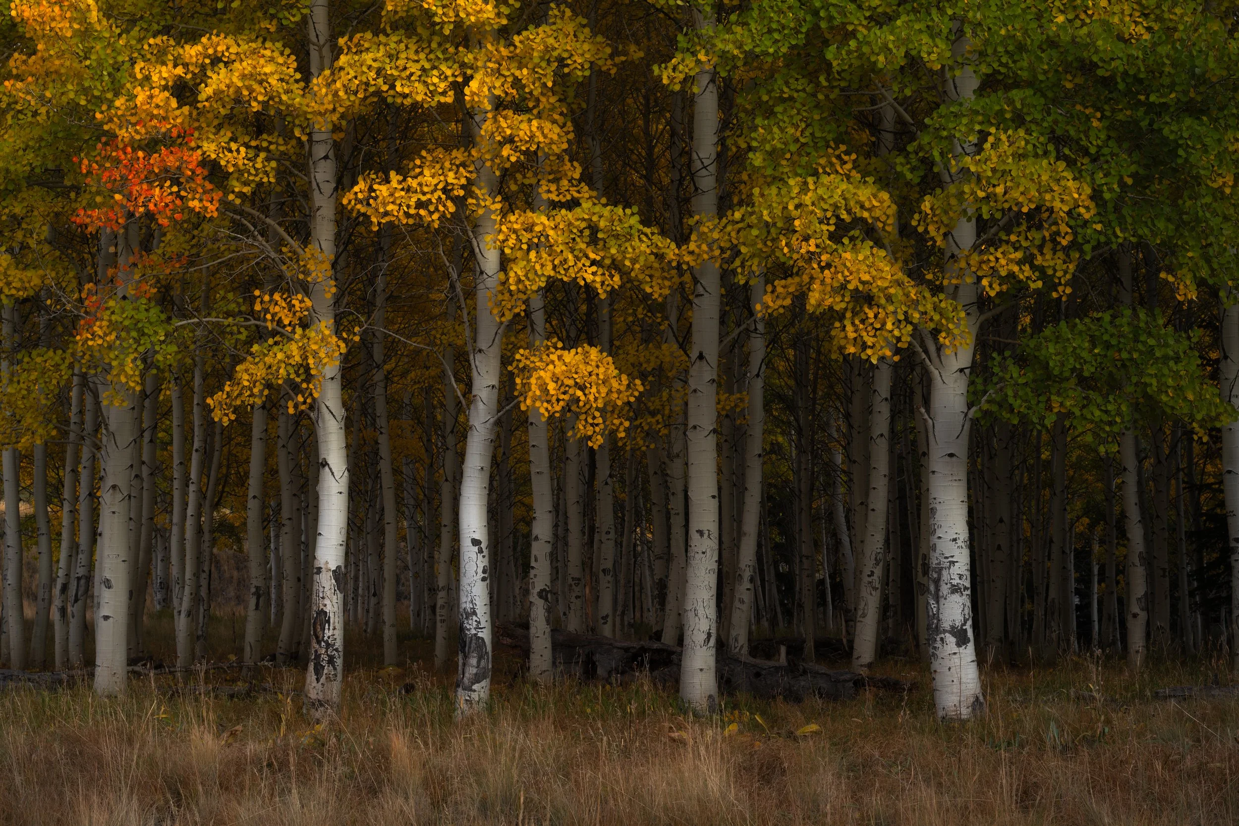 DSC_3525-Edit.jpg