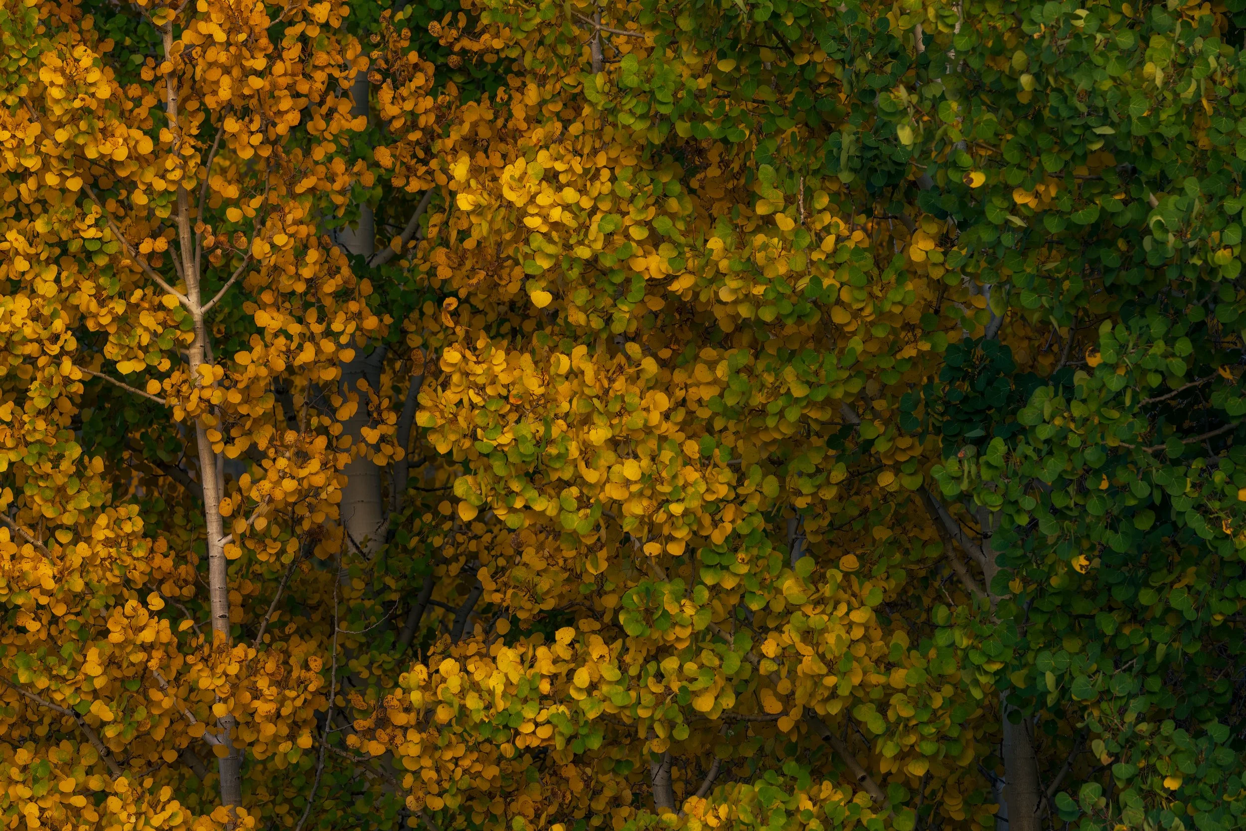 DSC_0672-Edit.jpg