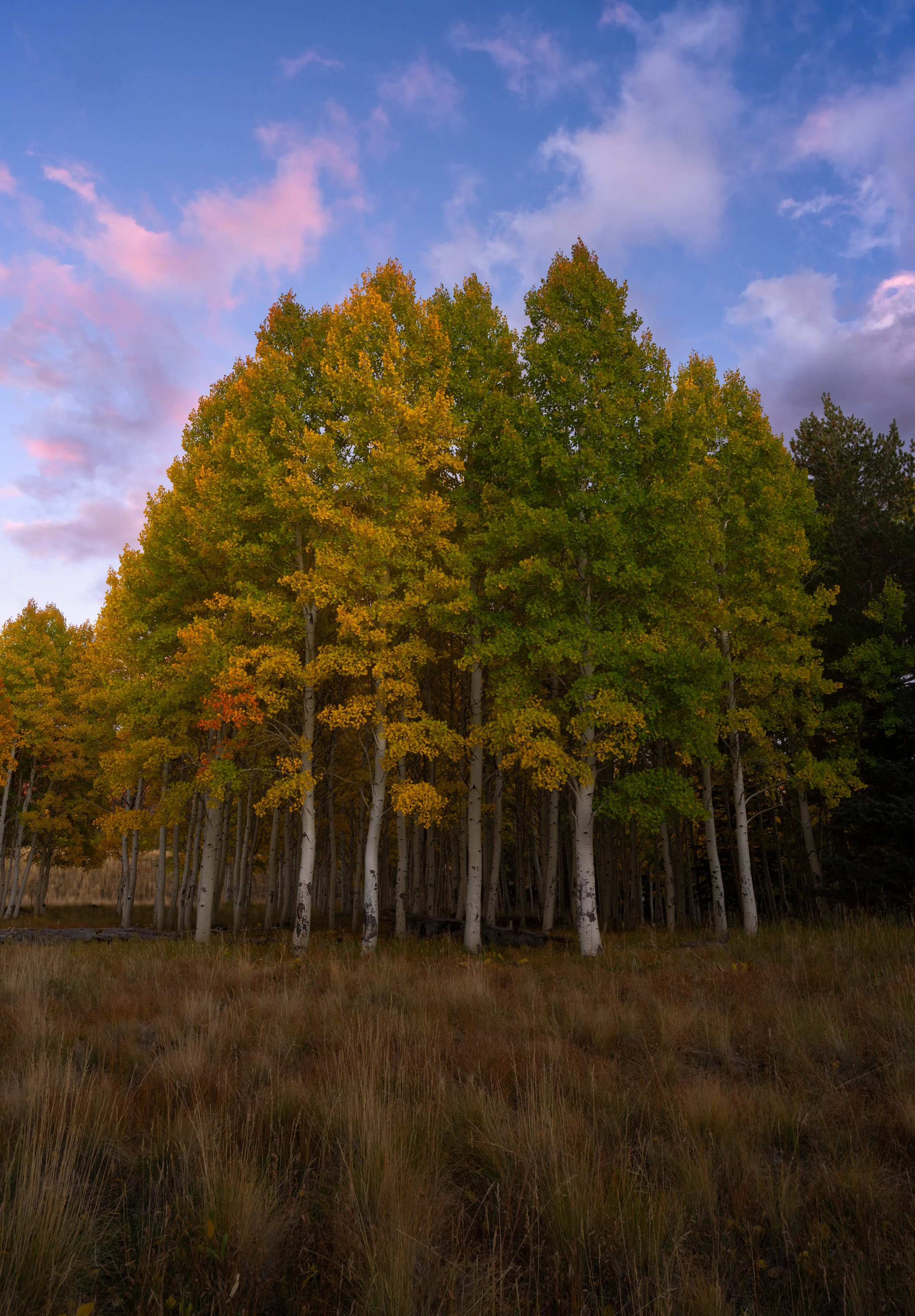DSC_3520-Edit.jpg