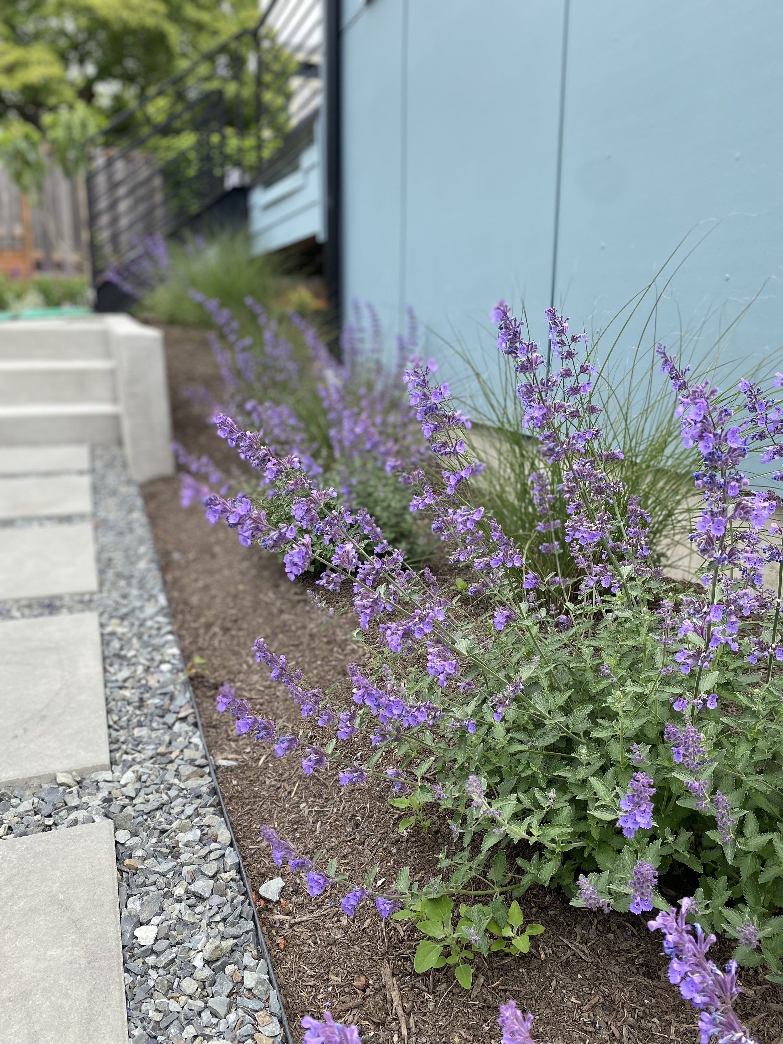 Purple flowering plants along a garden bed next to a concrete walkway with small gray rocks, behind a light blue house wall and green trees in the background.