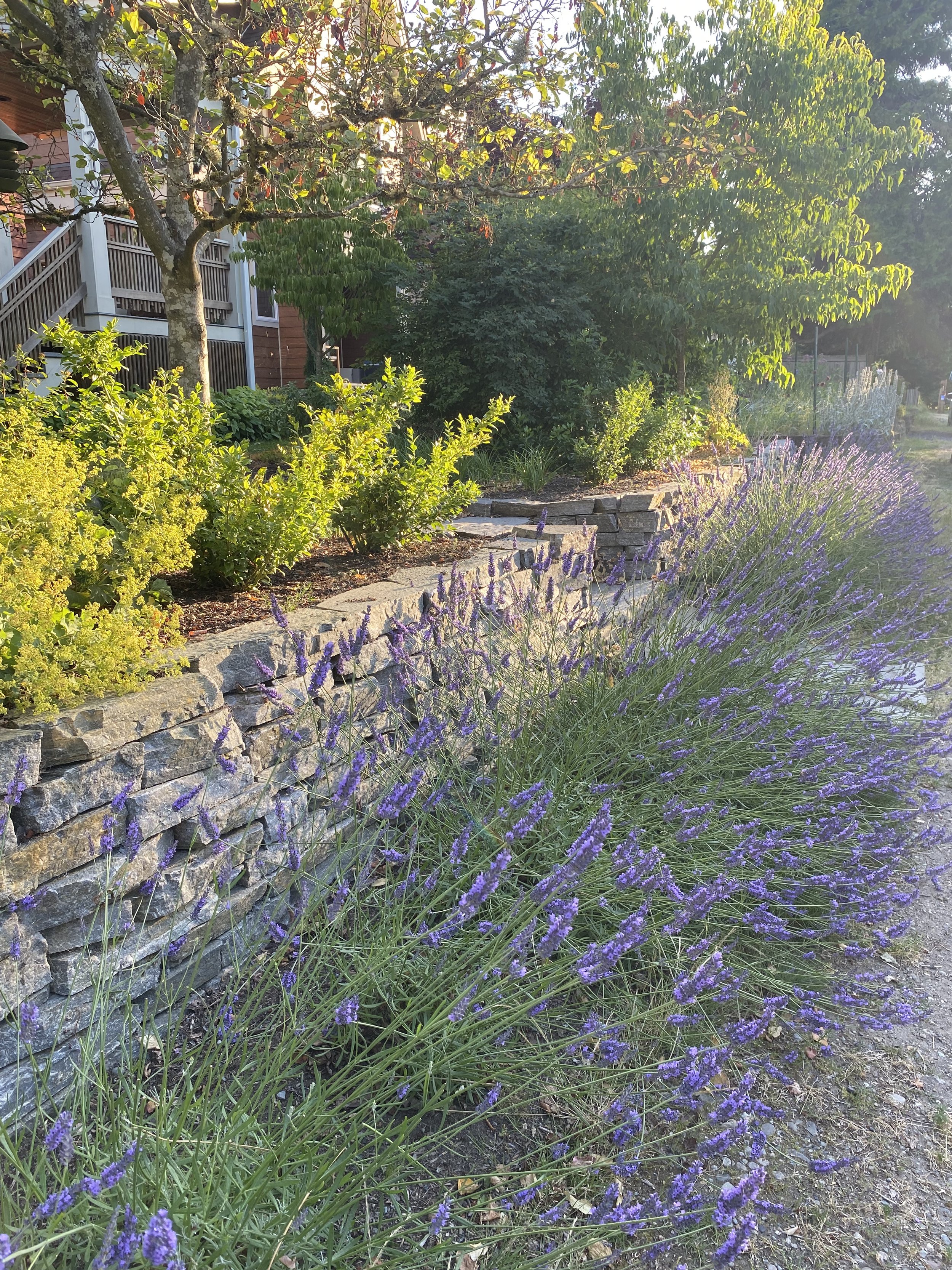 A landscaped garden bed with purple lavender plants, yellow-green shrubs, and a small tree, bordered by a stone wall, with a house and trees in the background.