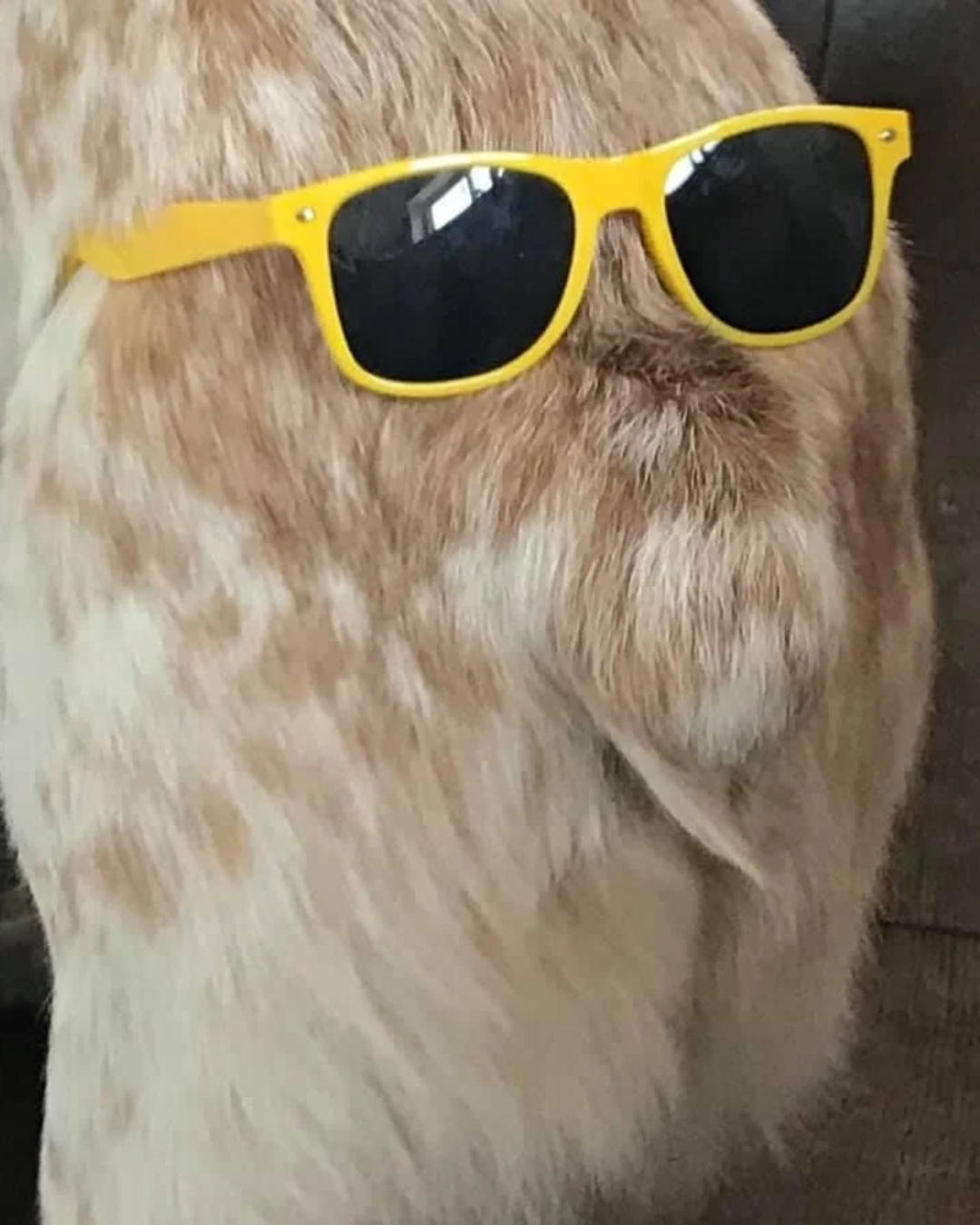 Playful dog wearing sunglasses, enjoying his Local Laps stay.