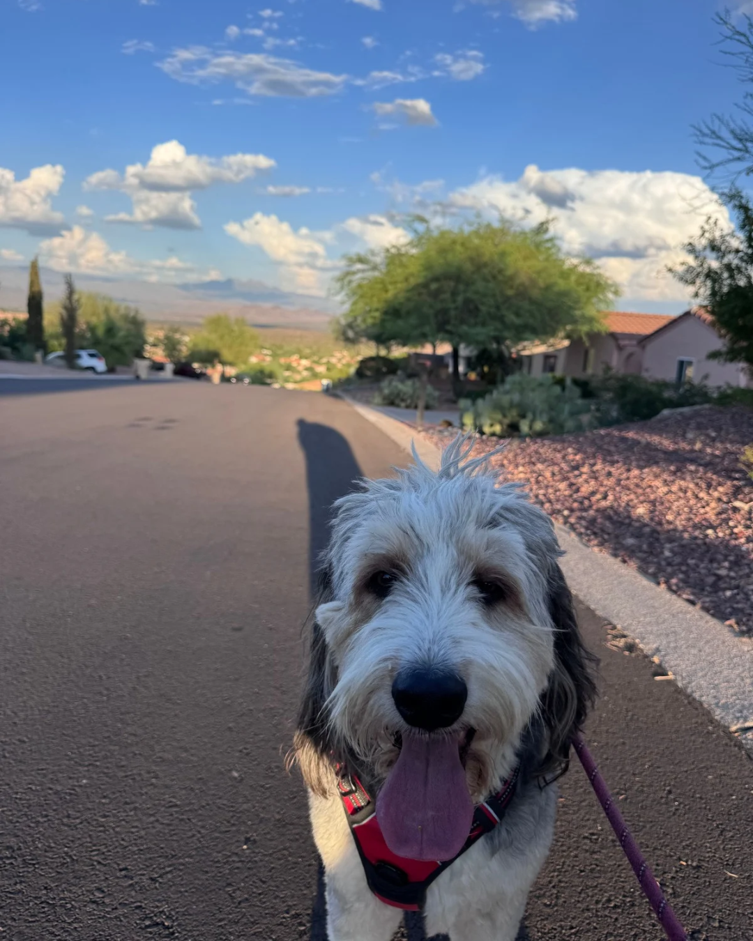 Scenic walking paths around the Fountain Hills fountain, a local favorite for Local Laps pets.