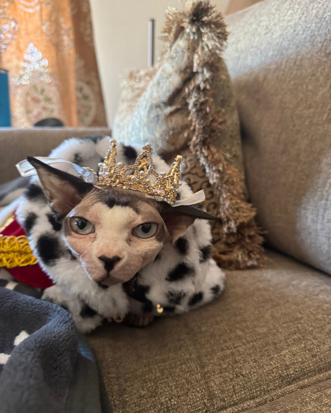 Sphynx cat wearing a jeweled gold crown and spotted royal costume on a couch, awaiting her pet pro from Local Laps for personalized feline care.