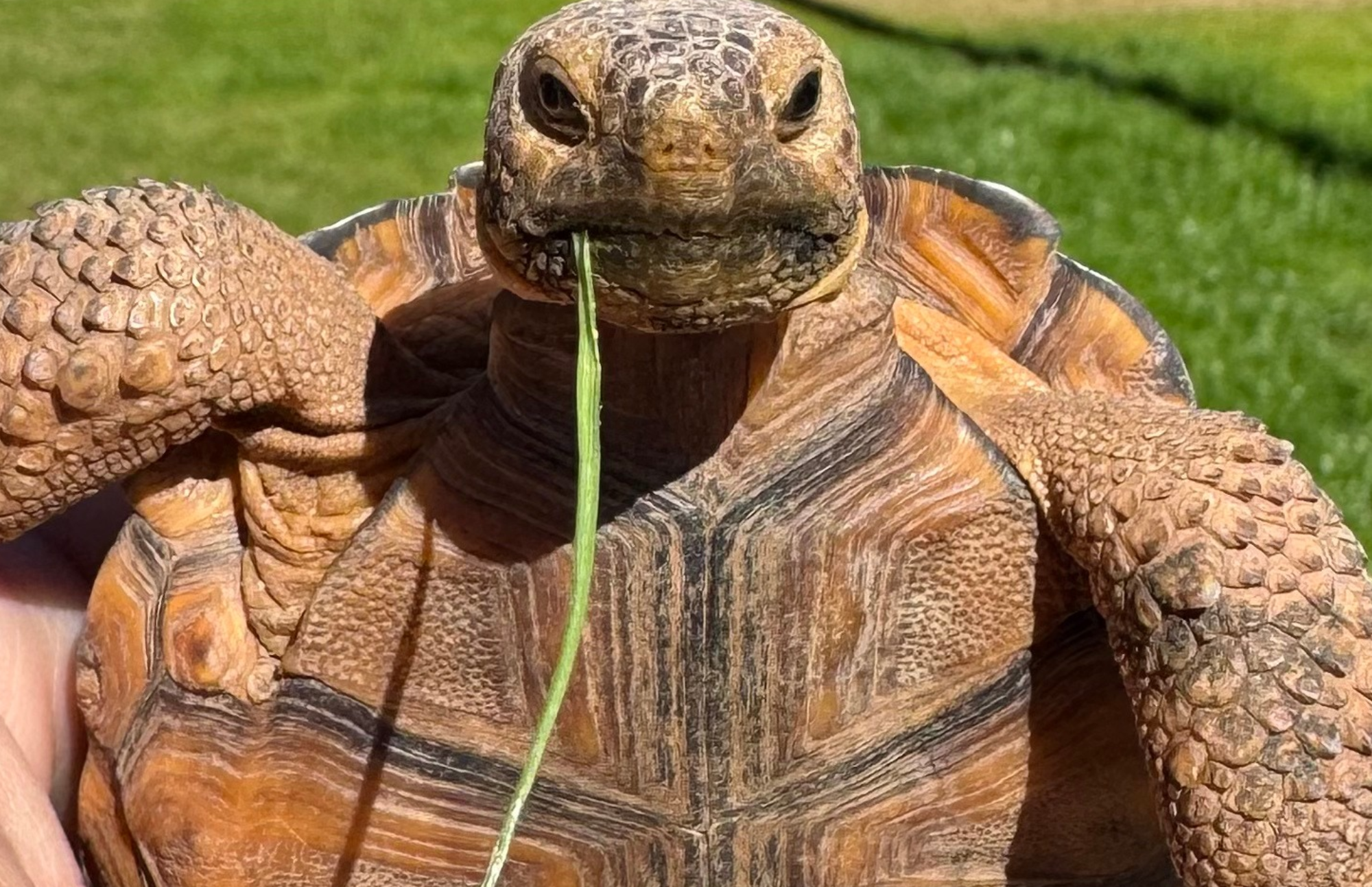 Crush the tortoise representing Local Laps personalized care for pets of all shapes, sizes, and species.