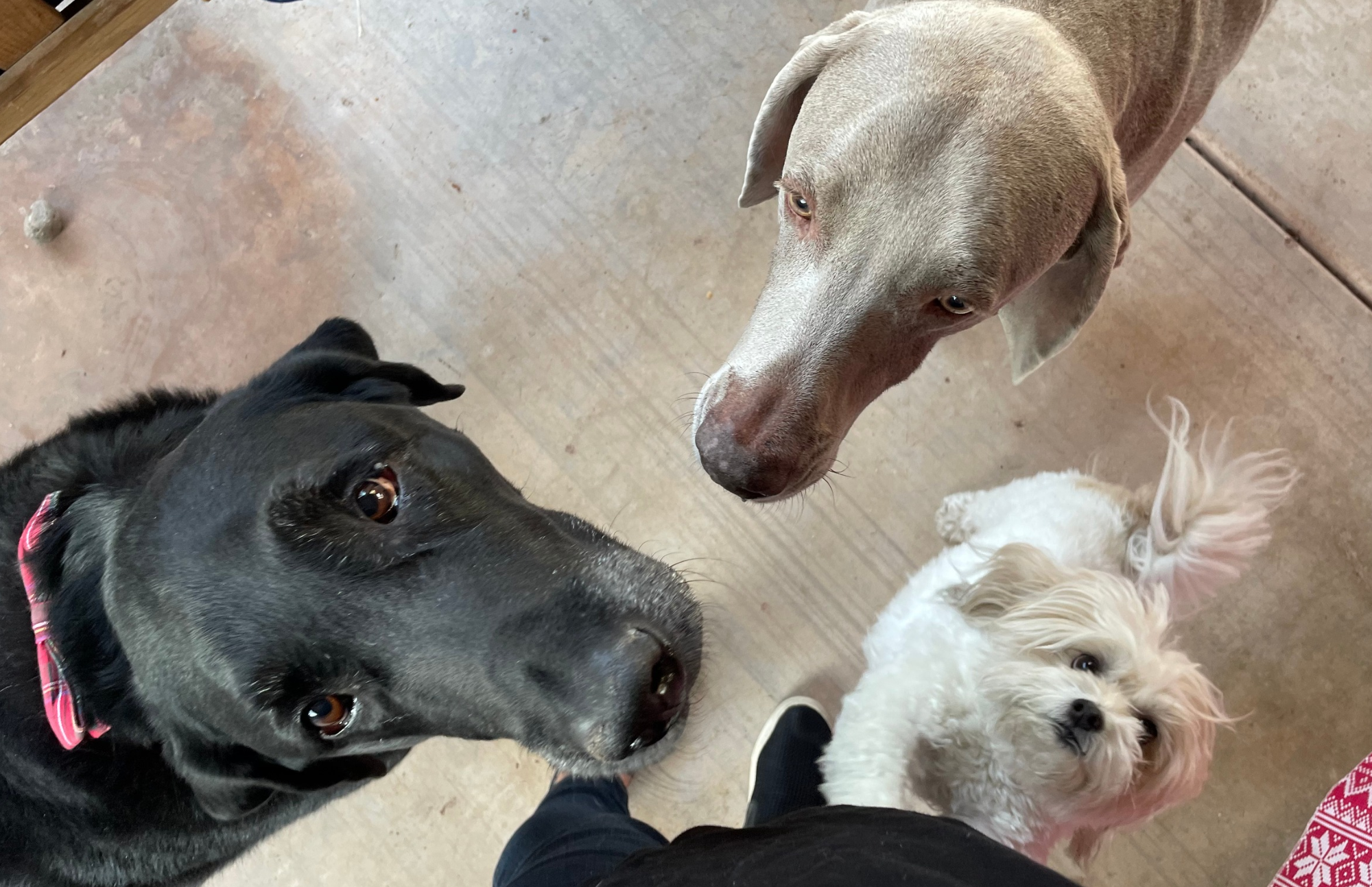 Three Local Laps pets, representing the personalized pet sitting and care offered by Local Laps.