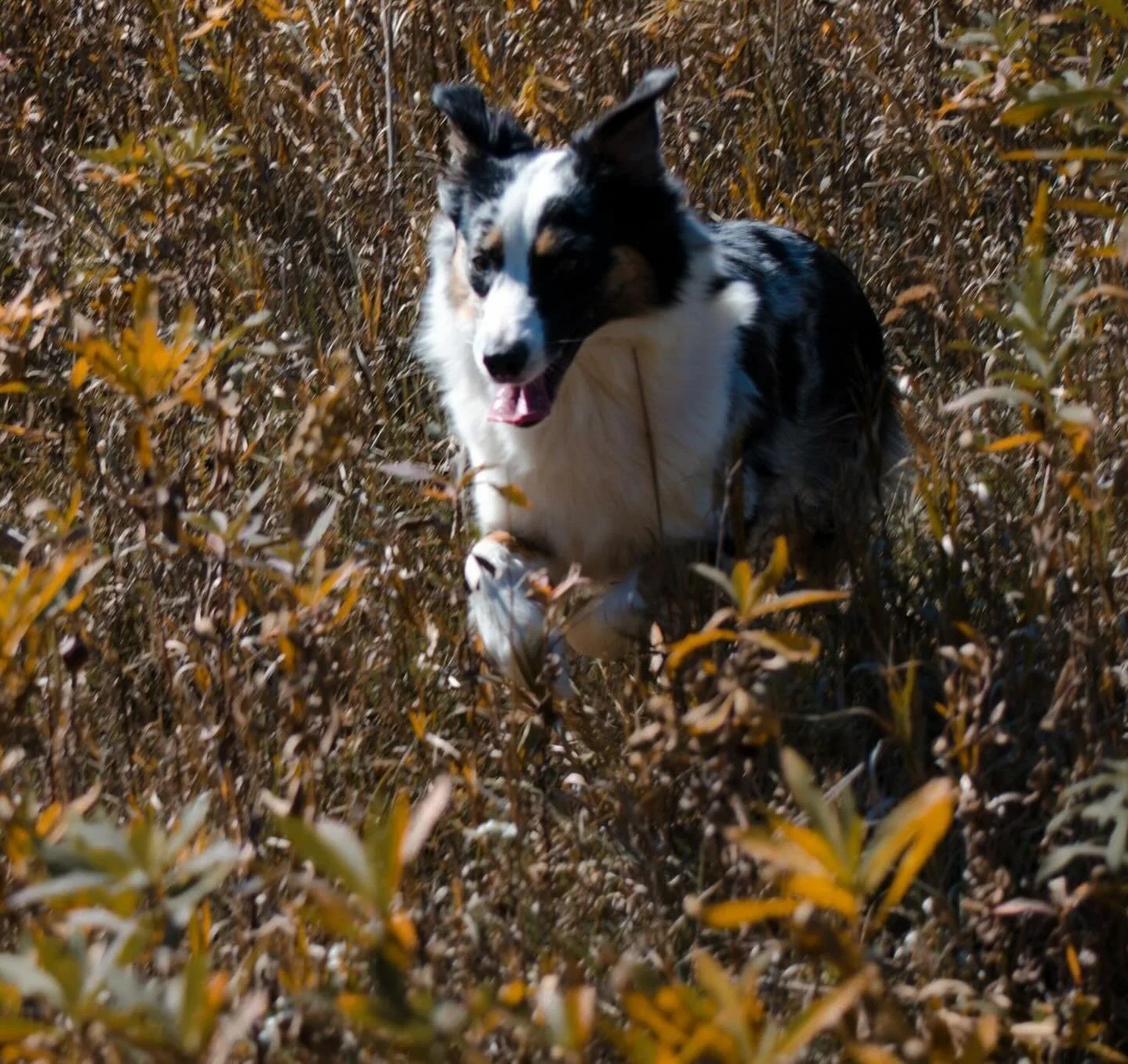 2025 brought a goodbye to Yelka. She was with me my entire life after moving back to the States. She was intuitive, loyal, smart, and beautiful, and I would joke she was the reason I was a bachelor. 

She was a wonderful big sister to Ronin. 

2025 a