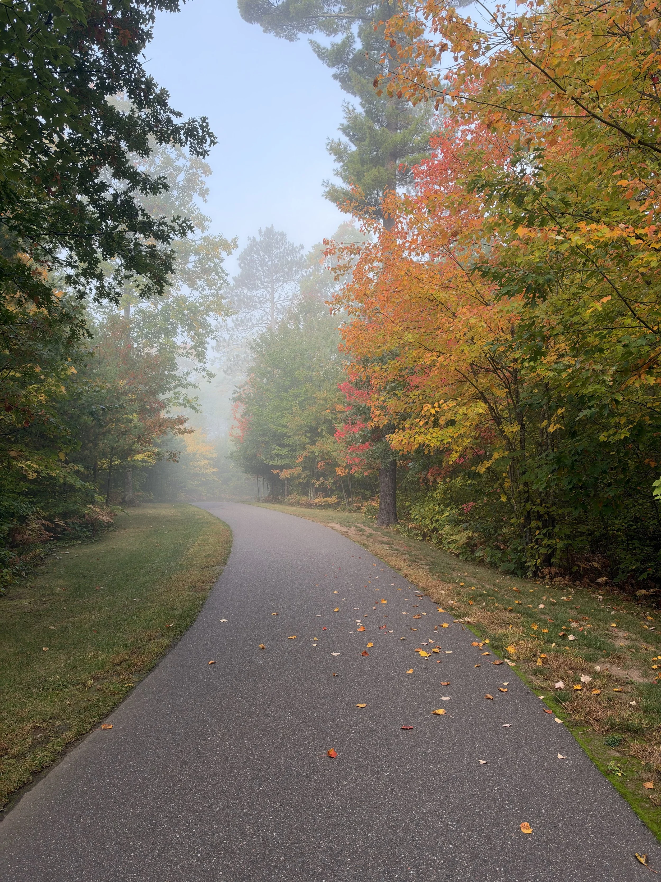 Foggy paved path winding through a forest of colorful autumn foliage.