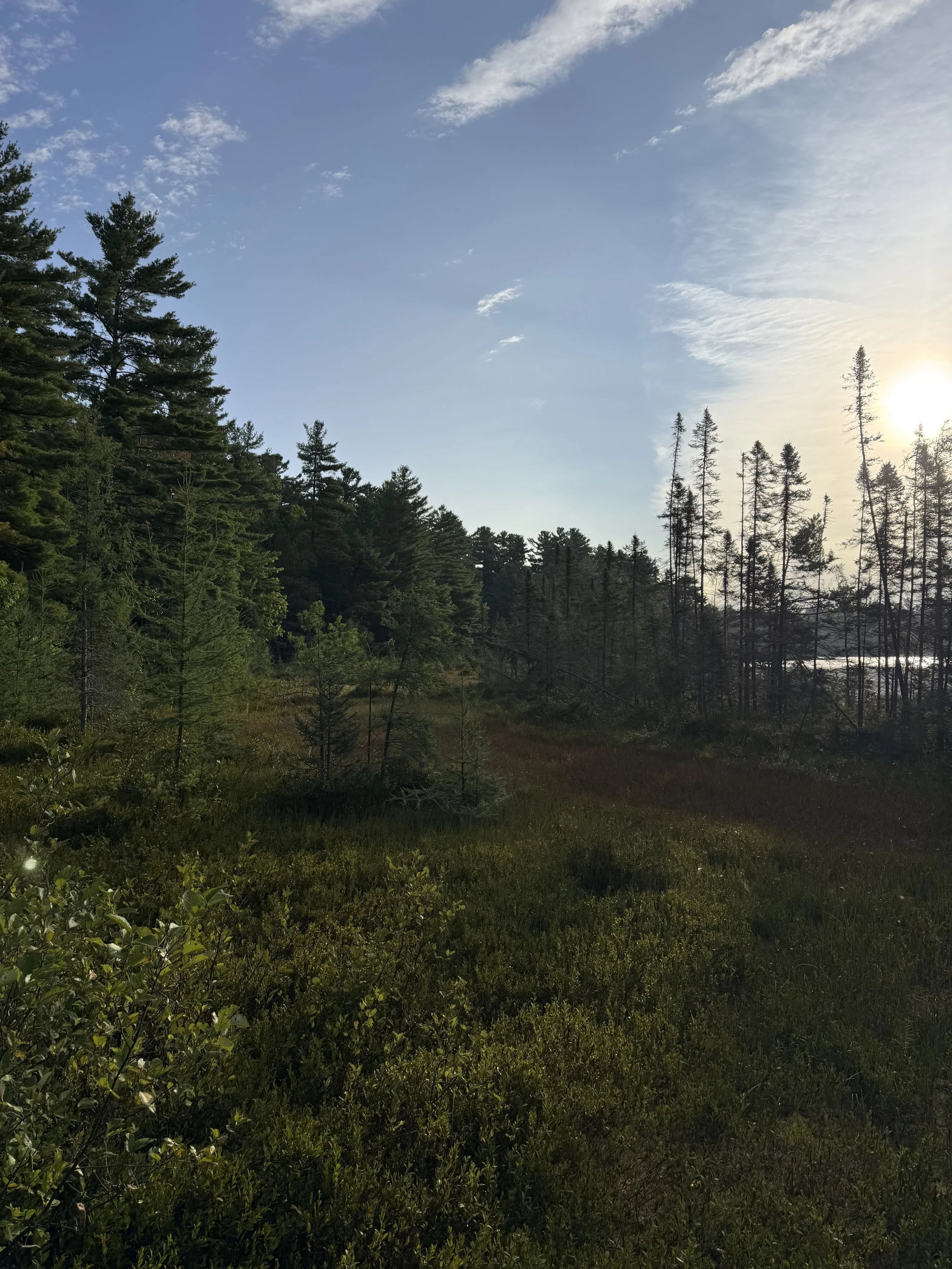 Sunlit evergreen forest beneath a blue sky with wispy clouds