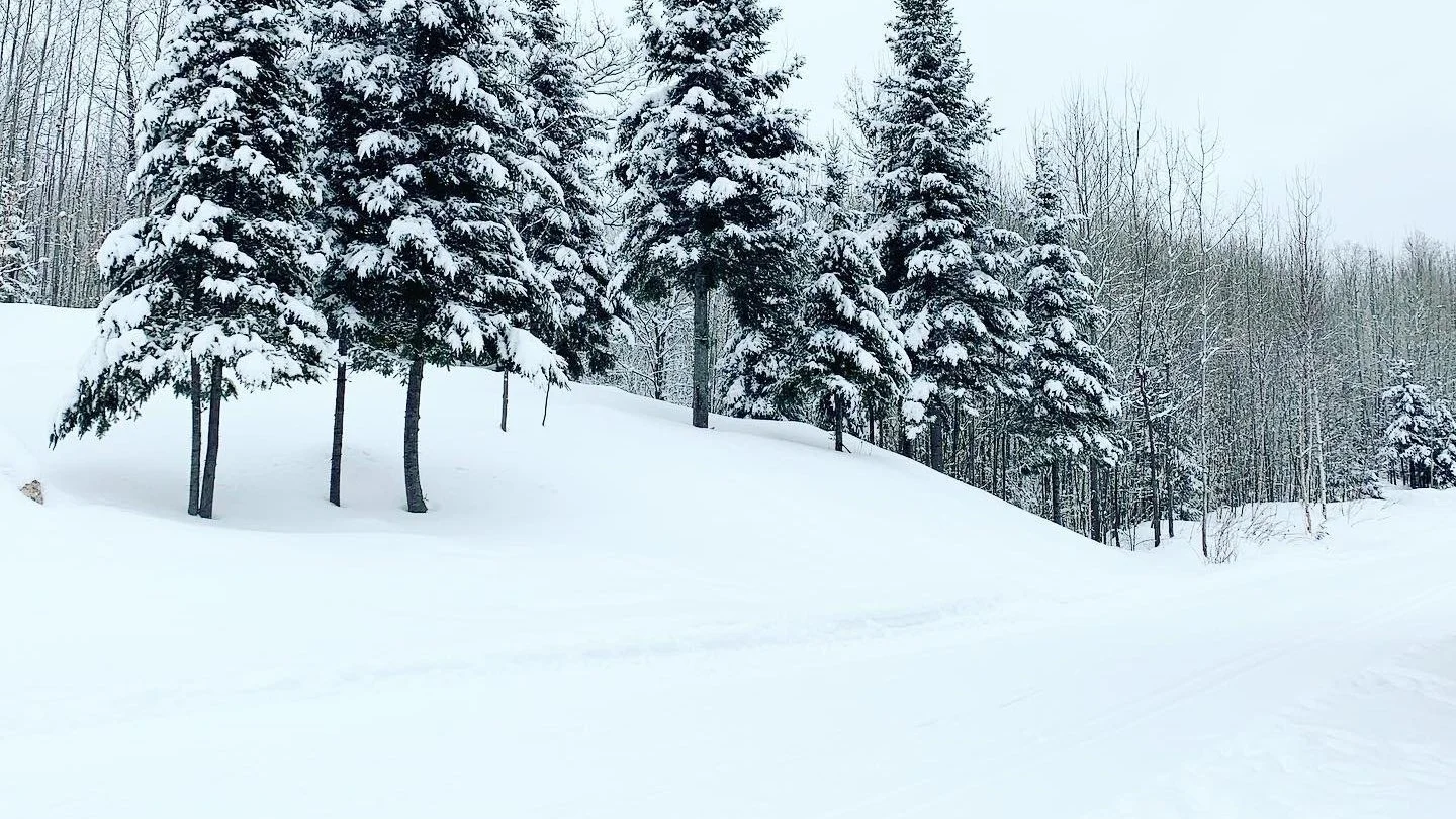 Snow-covered evergreen trees on a quiet winter hillside
