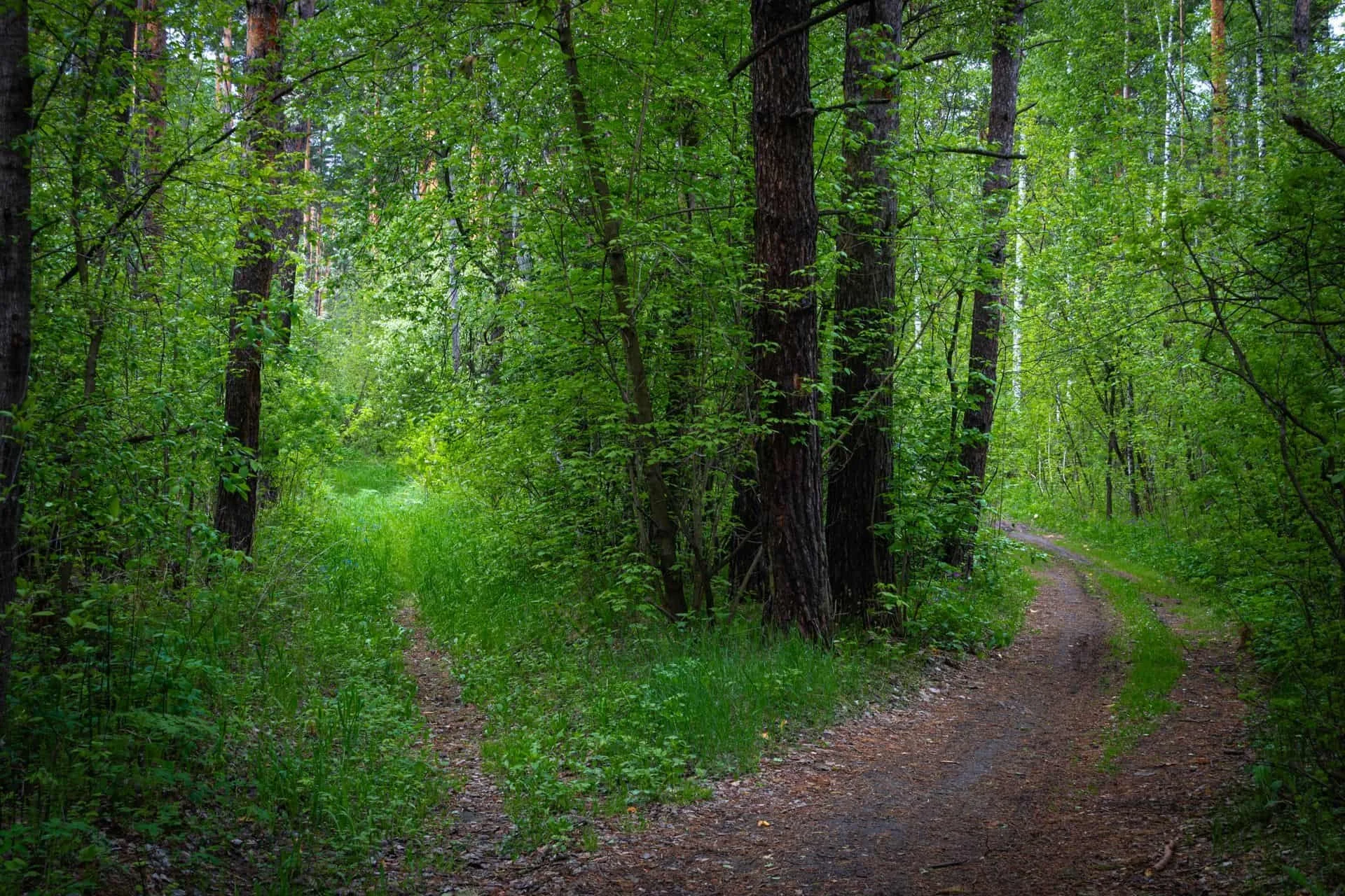 two forest paths diverging morning light