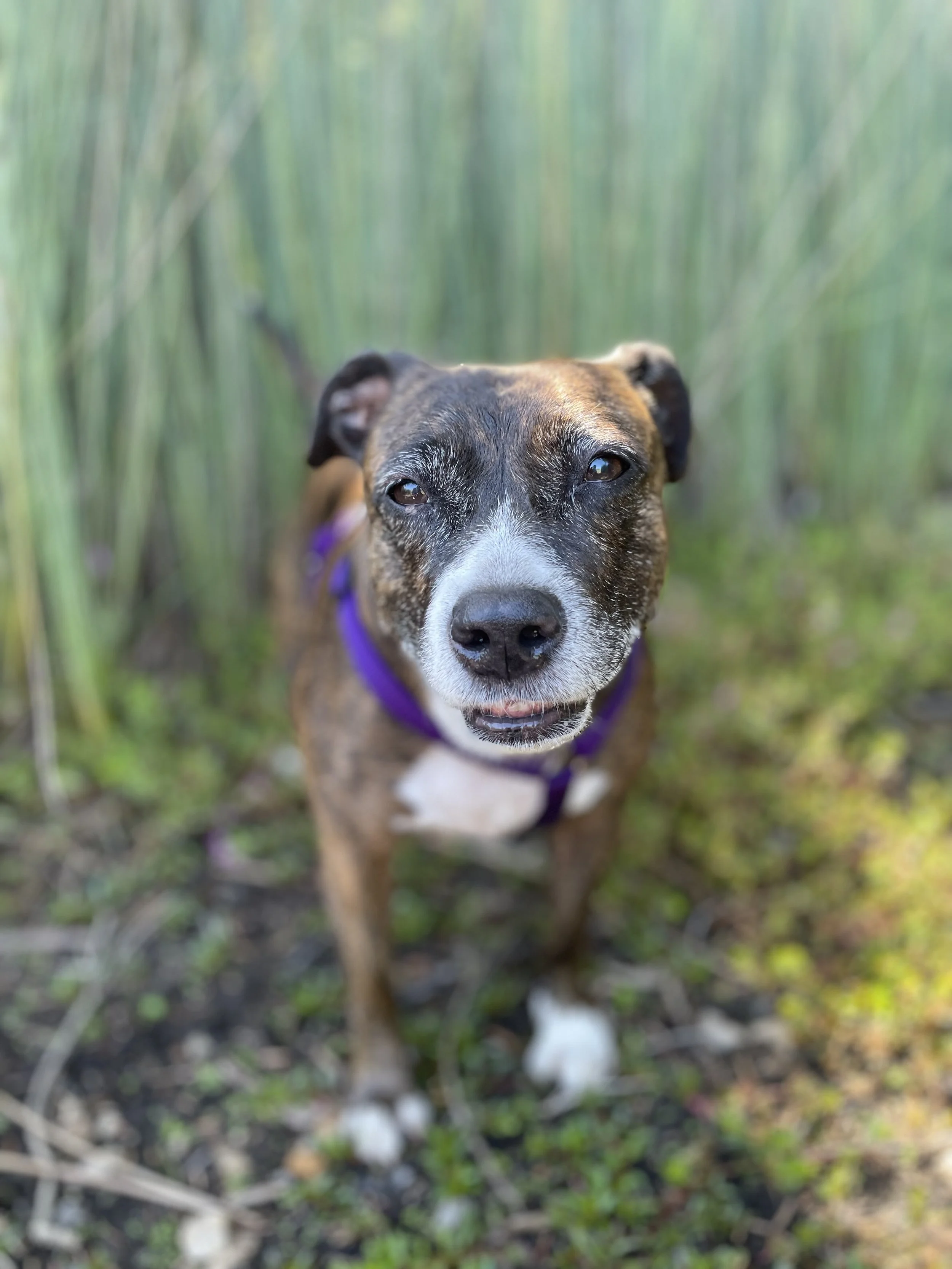 A close-up of a brown and white dog with a purple harness standing outdoors on grass, surrounded by tall green grass or plants.