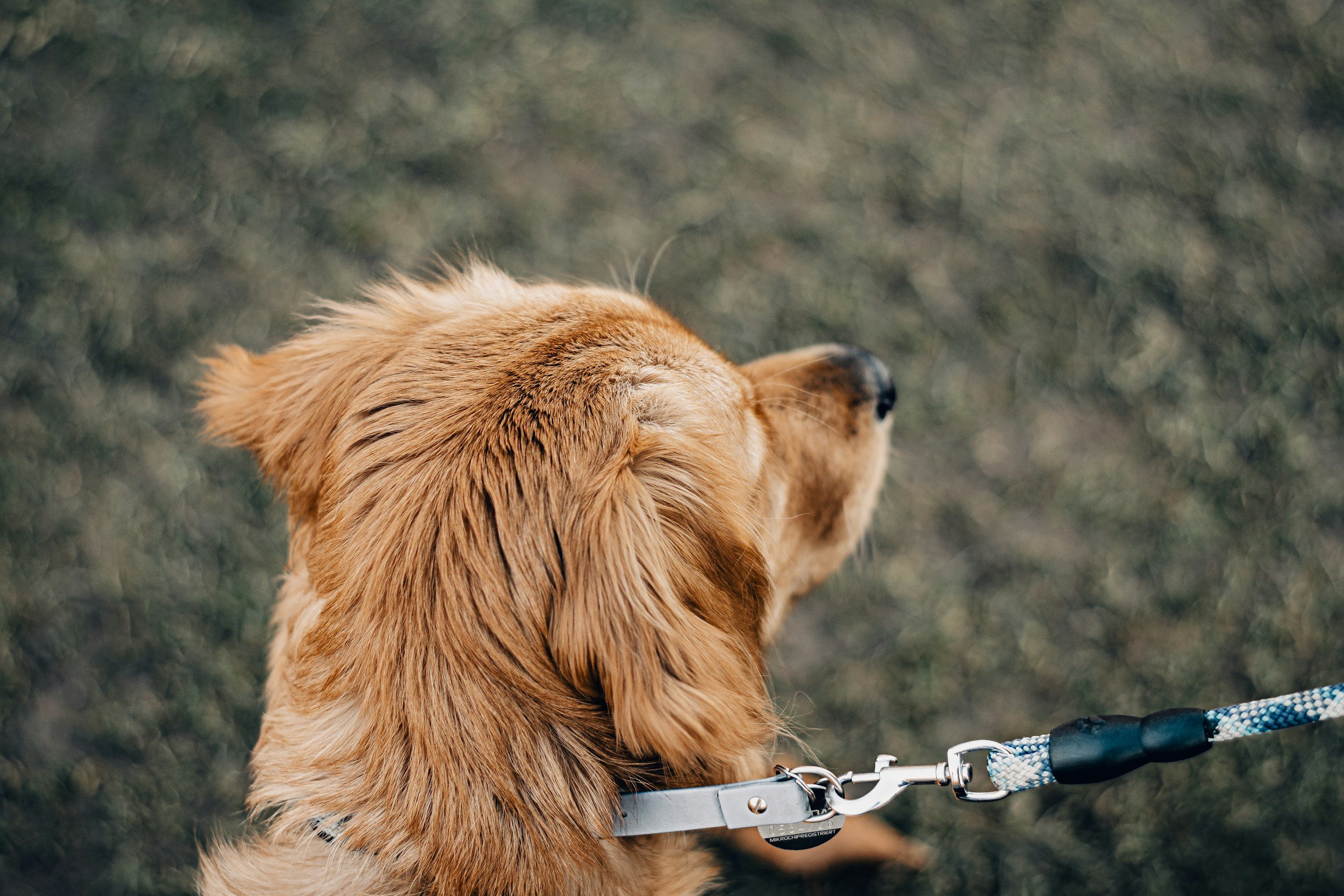 Close-up of a dog’s head and body from behind, showing golden fur, wearing a harness attached to a leash, on a grassy surface.