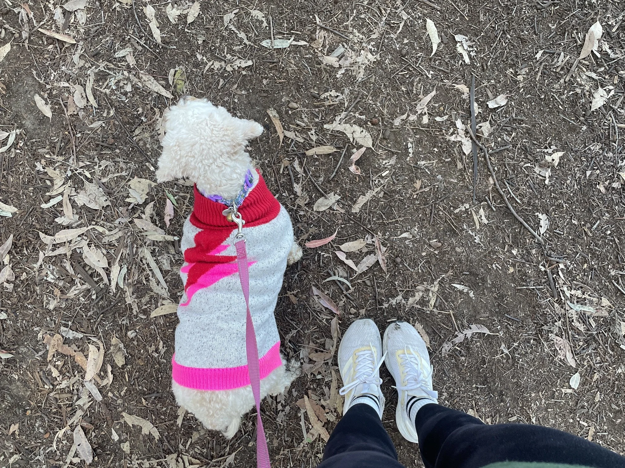 View of a small fluffy white dog wearing a red and gray sweater, standing on dirt ground with scattered dry leaves and twigs. The photo is taken from the perspective of a person wearing white sneakers with yellow soles and another person wearing black pants.