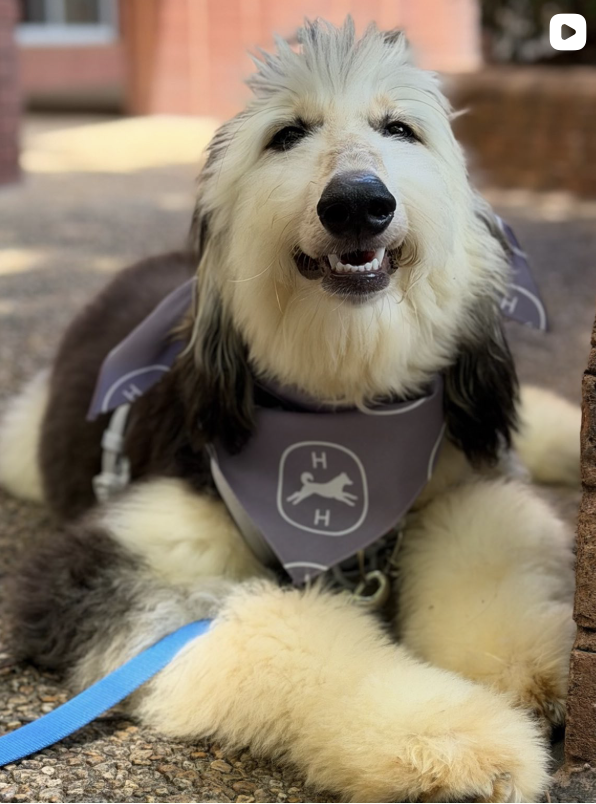 A happy fluffy dog with a white and black coat, lying on the ground with a blue leash, wearing a bandana with a dog logo.