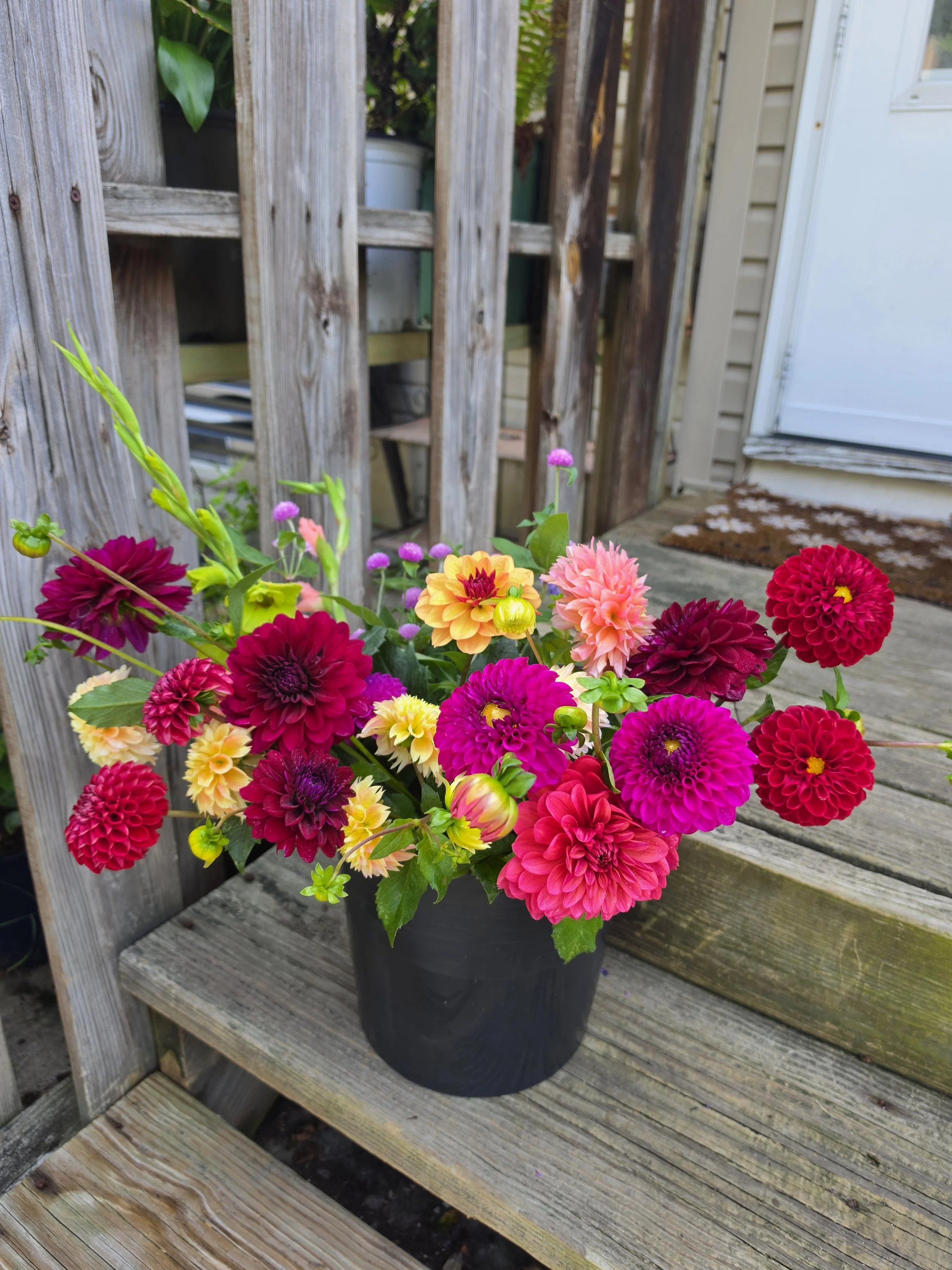 A black pot containing a vibrant array of multicolored dahlias placed on a wooden deck outdoors for DIY bloom buckets for weddings, and small events.