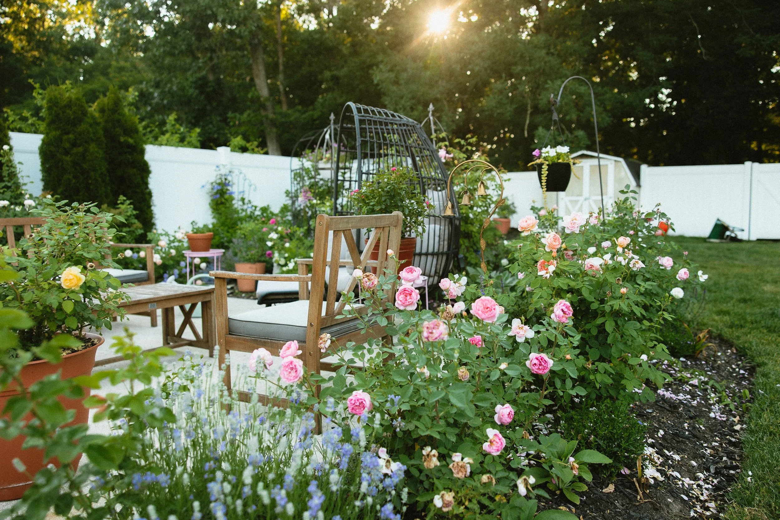 Sunset over a backyard garden filled with pink and white roses, potted plants, outdoor chairs, a decorative metal garden arch, hanging flower baskets, and a white fence in the background.