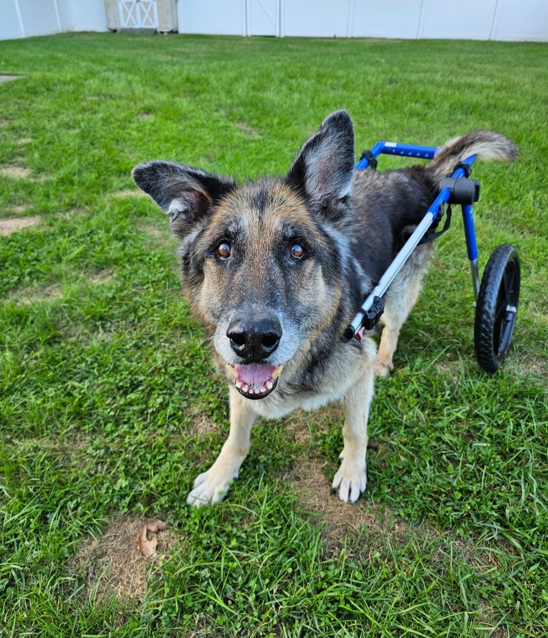 A happy german shepherd dog with a mix of black, gray, and white fur, using a wheelchair on grass in a backyard.