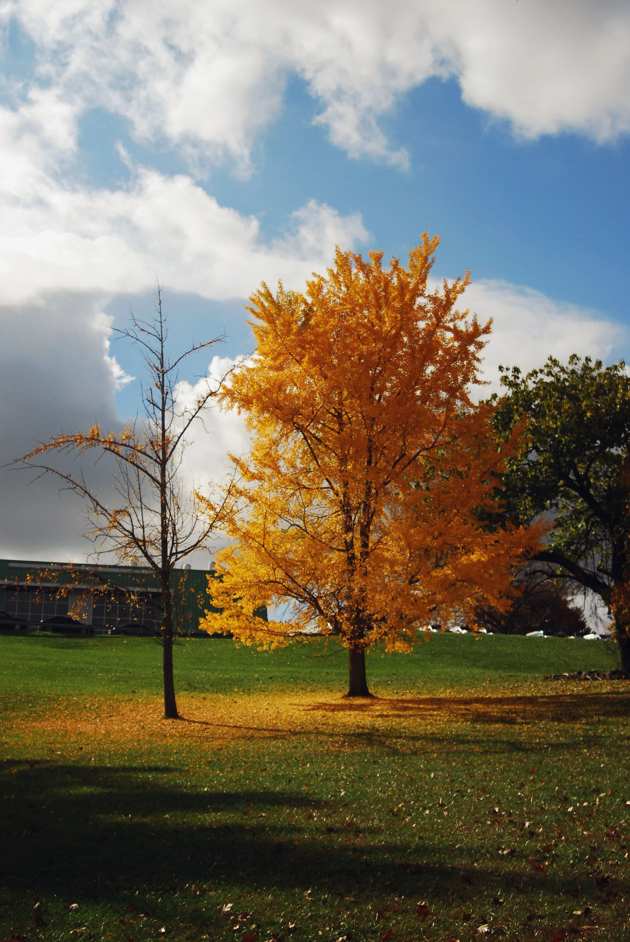 A vibrant orange autumn tree stands in a park with a cloudy sky overhead and a green building in the background.