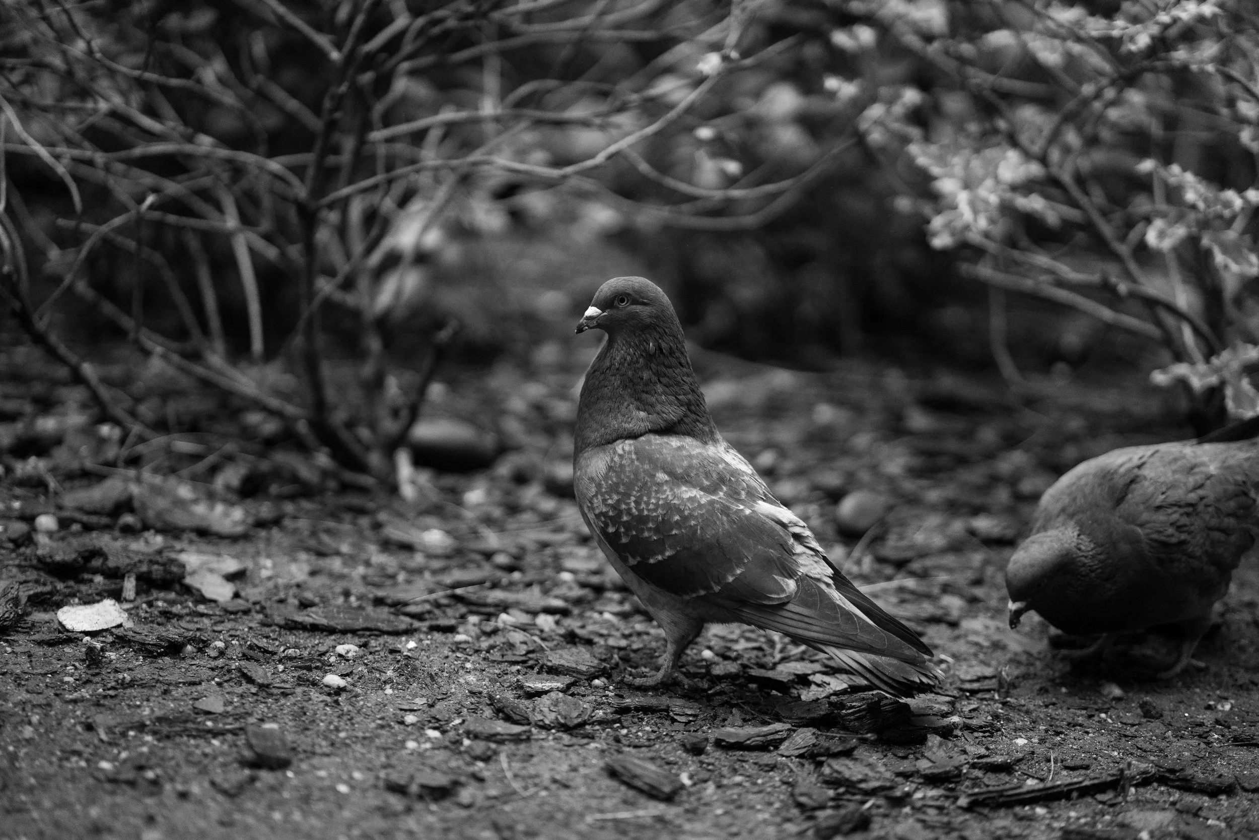 honducky-01950.jpg