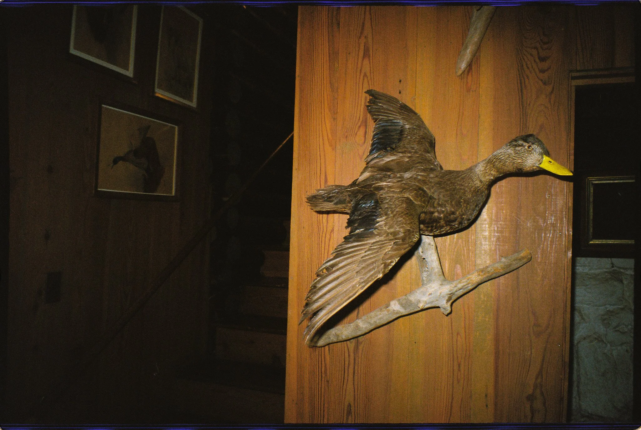 A mounted bird sculpture displayed on a wooden wall.