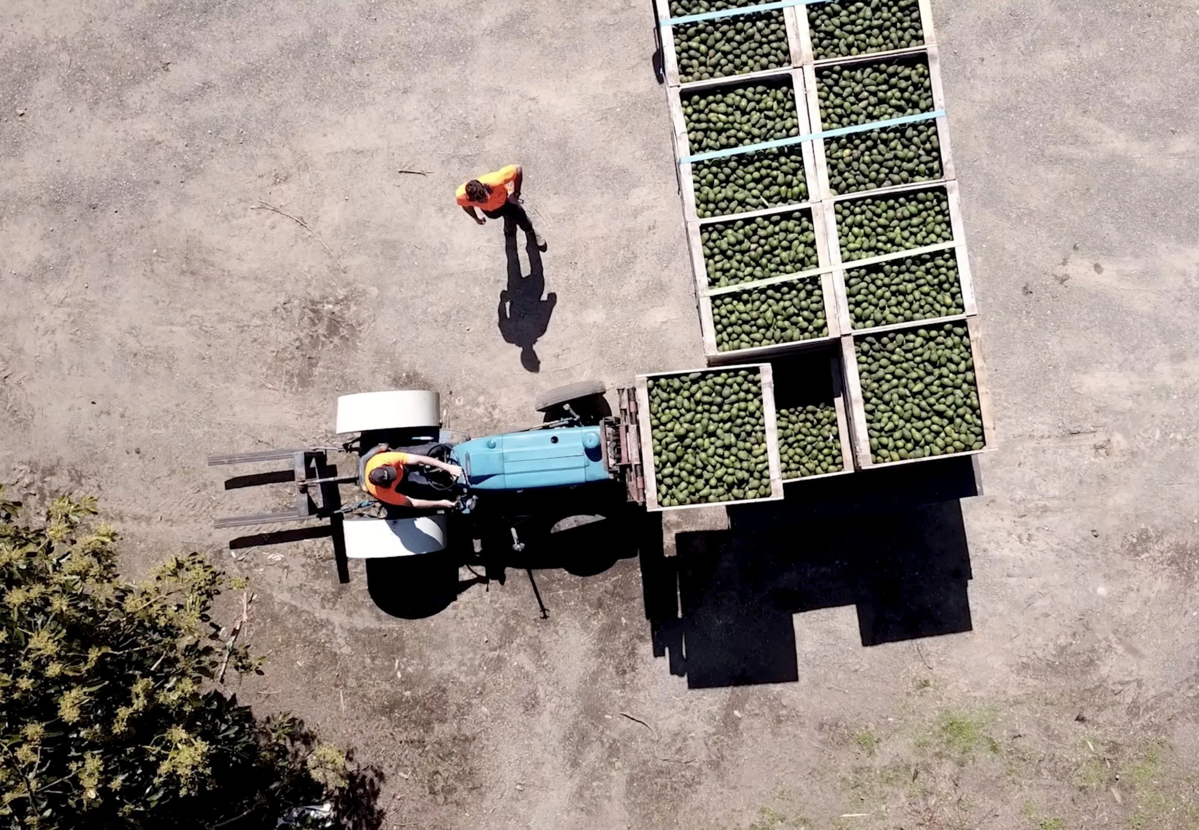 Aerial view of workers moving crates of avocados with a blue tractor trailer.