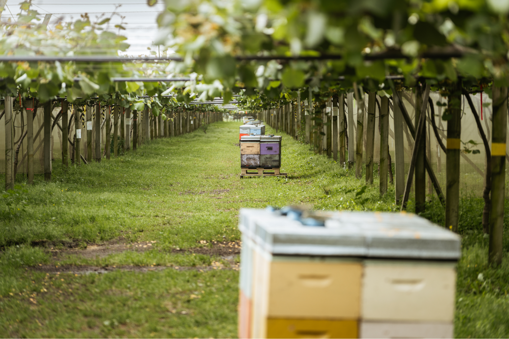 Beehives set up in rows in kiwifruit orchard