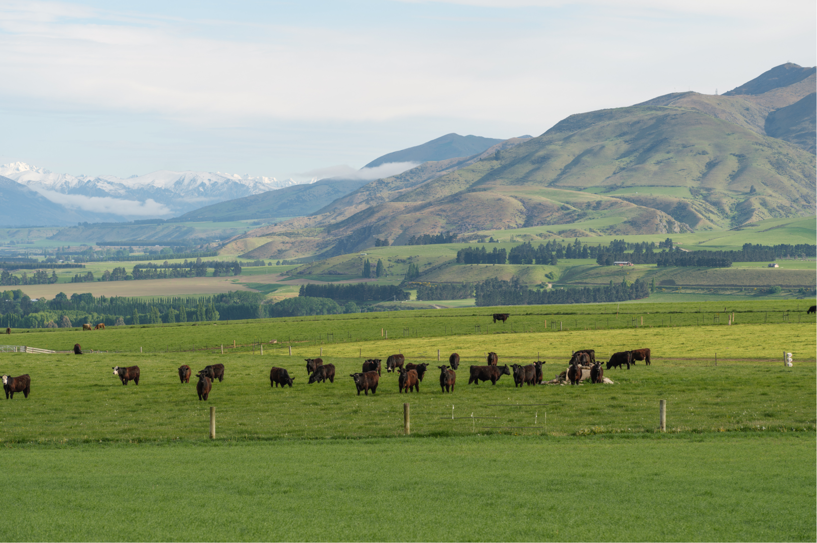 Green ranch with cows grazing on green pasture, mountains in the background, clear sky