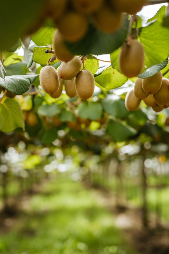 Close-up of ripe kiwifruit hanging from vine with green leaves in an orchard.