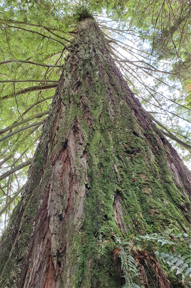 A large, tall tree viewed from its base looking upward, with rough, textured bark and green moss, surrounded by lush green foliage and partly cloudy sky.