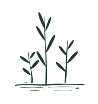 Illustration of 3 sapling trees