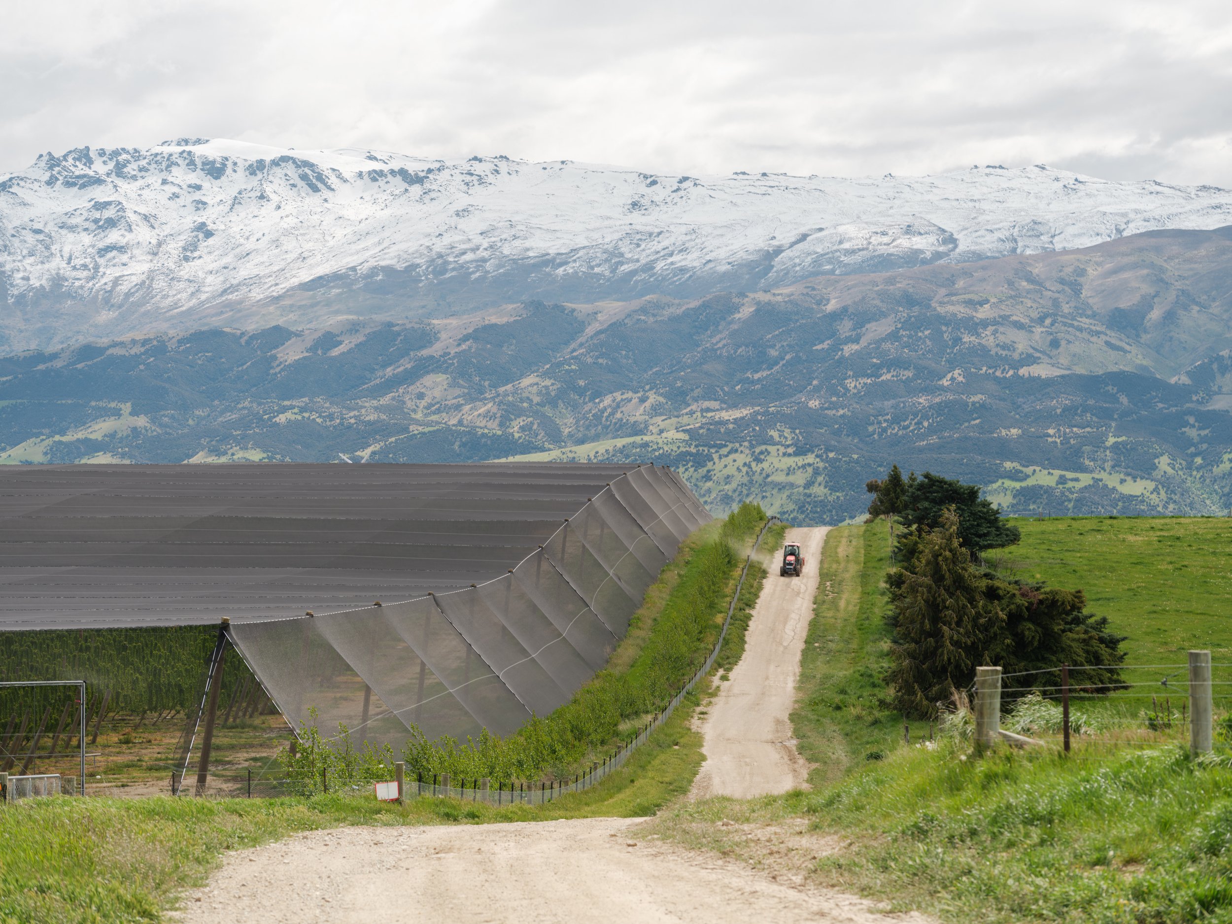 Dirt road beside a Cherry orchard with protective netting, overlooking snow-capped mountains and green foothills in Otago New Zealand