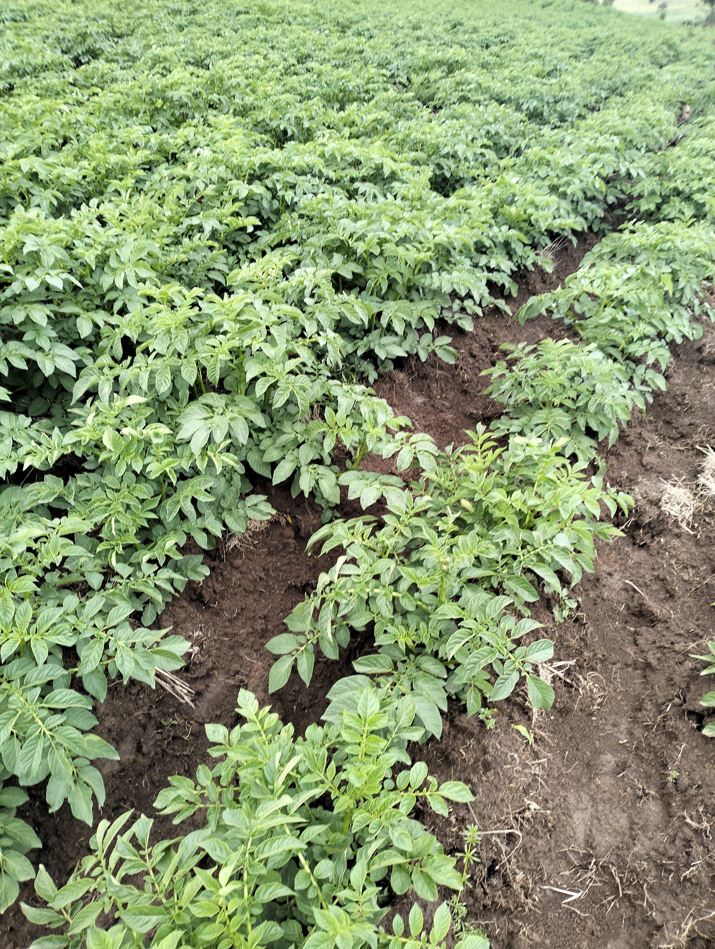 G-plex certified Shangi seed potato 50kg bags in Nakuru, Kenya