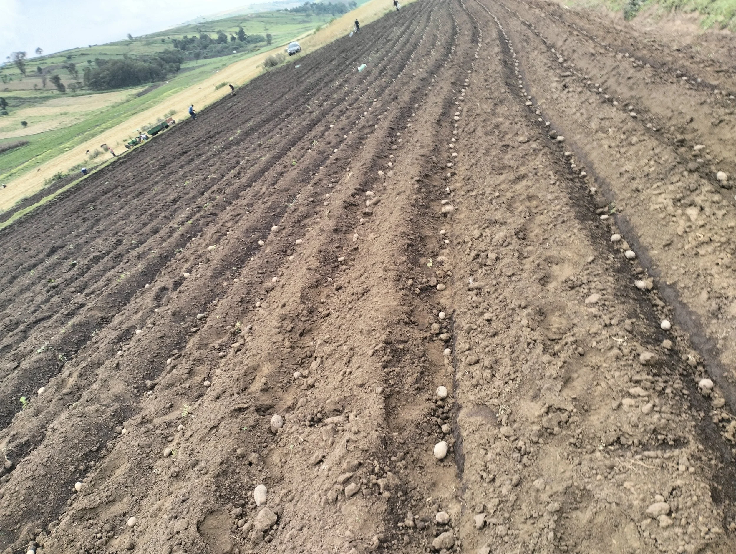 G-plex certified Shangi seed potato 50kg bags in Nakuru, Kenya