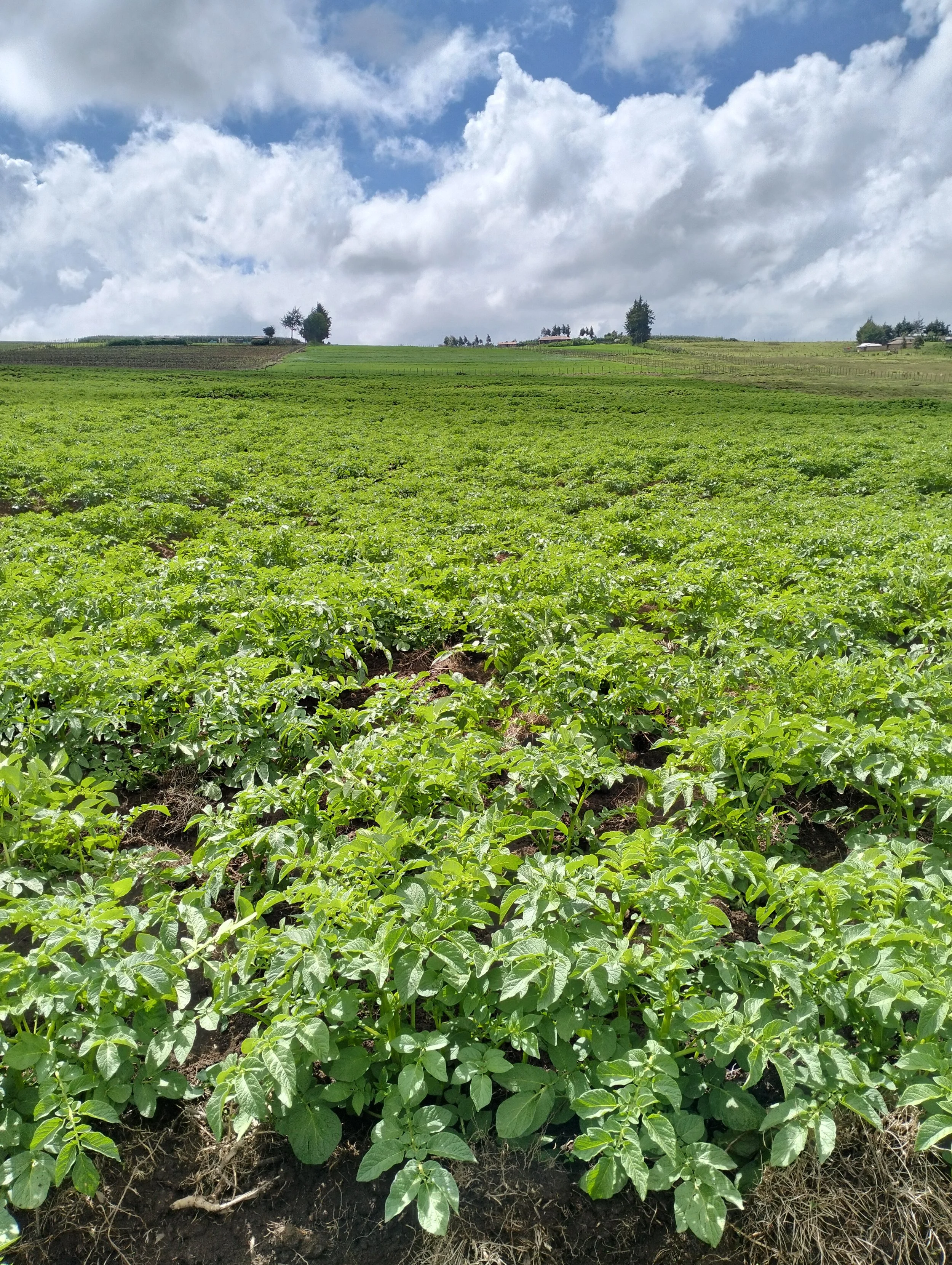 G-plex certified Shangi seed potato 50kg bags in Nakuru, Kenya